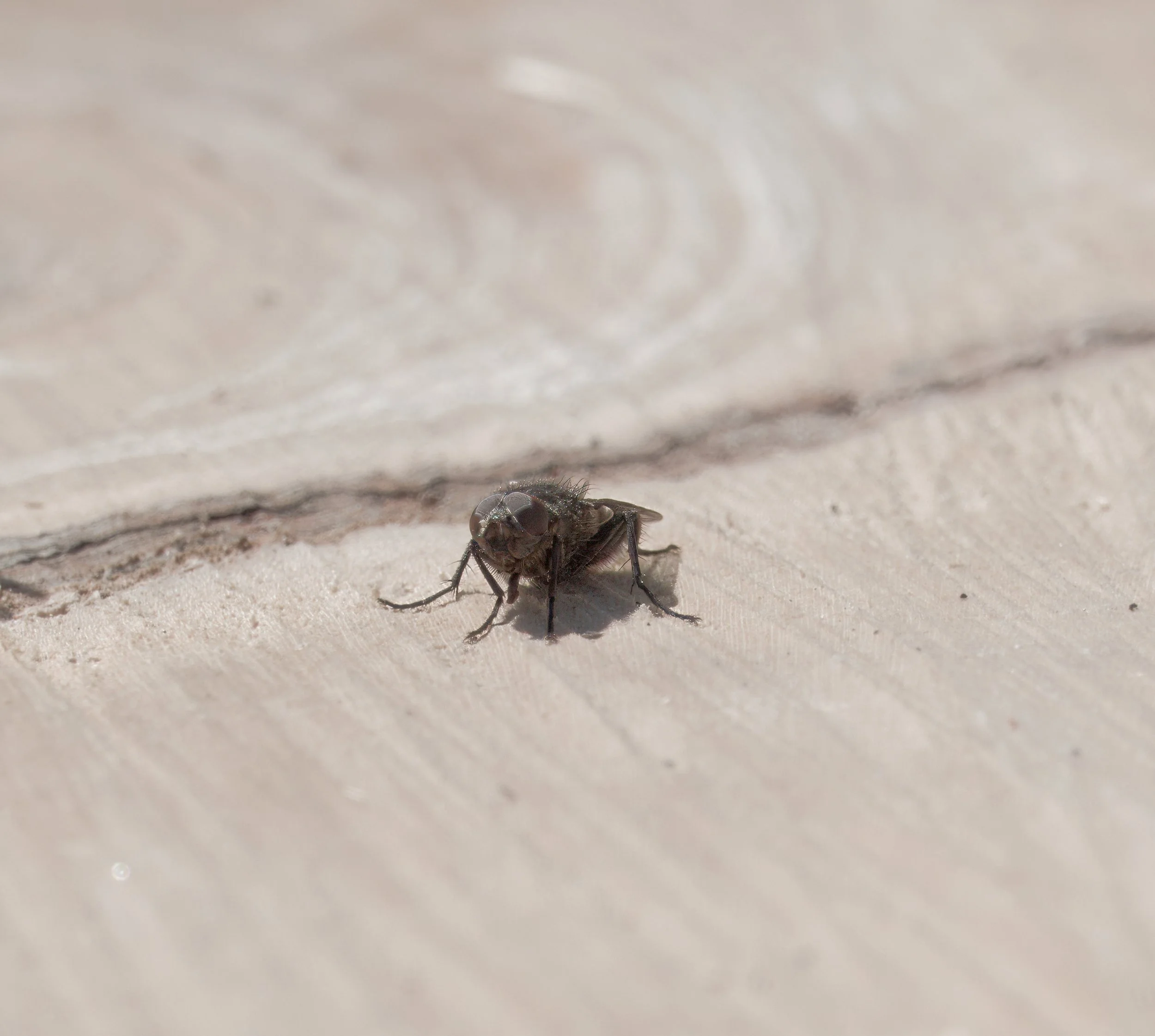 Fly on a tree stump