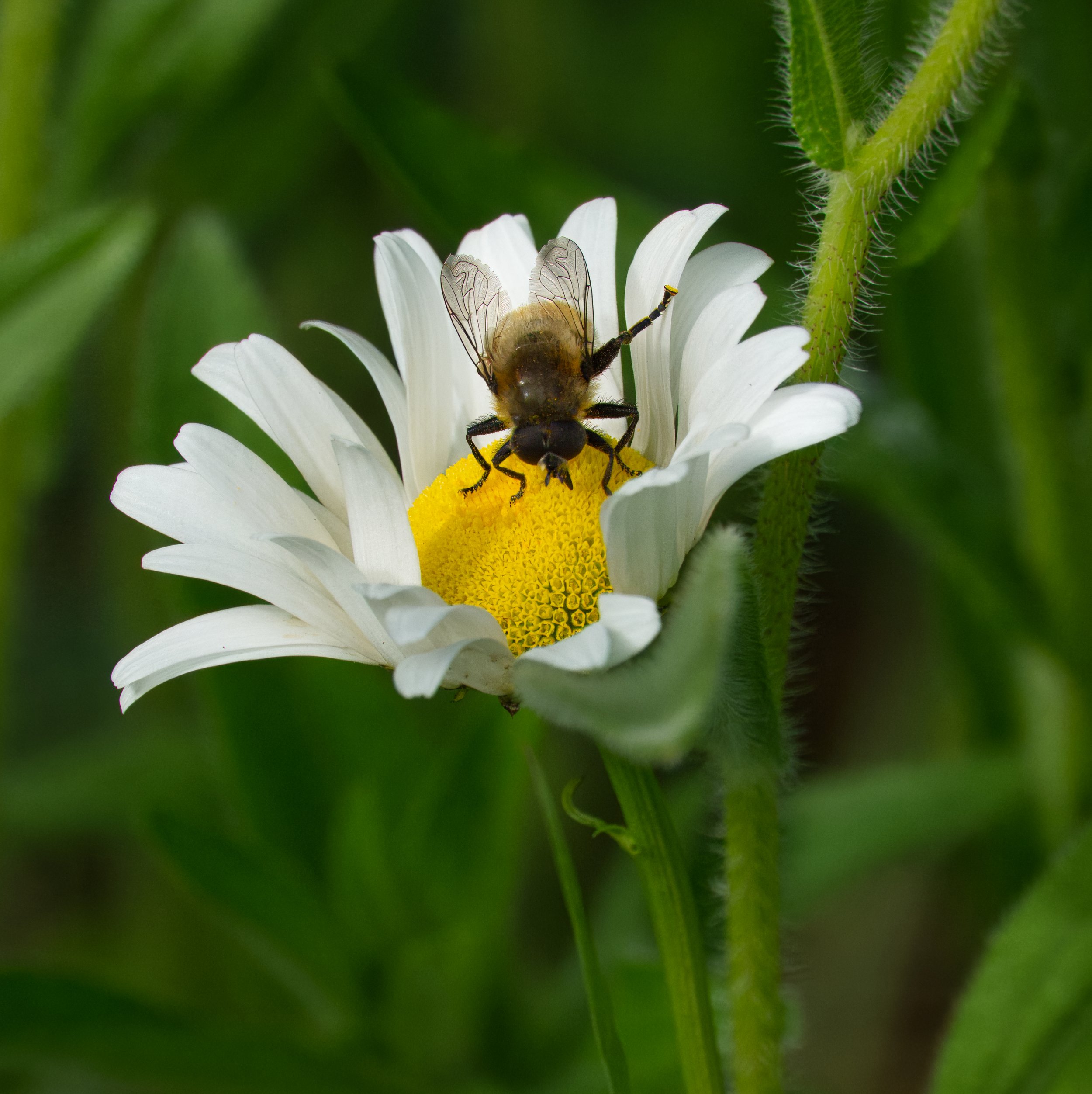 Narcissus Bulb Fly waving