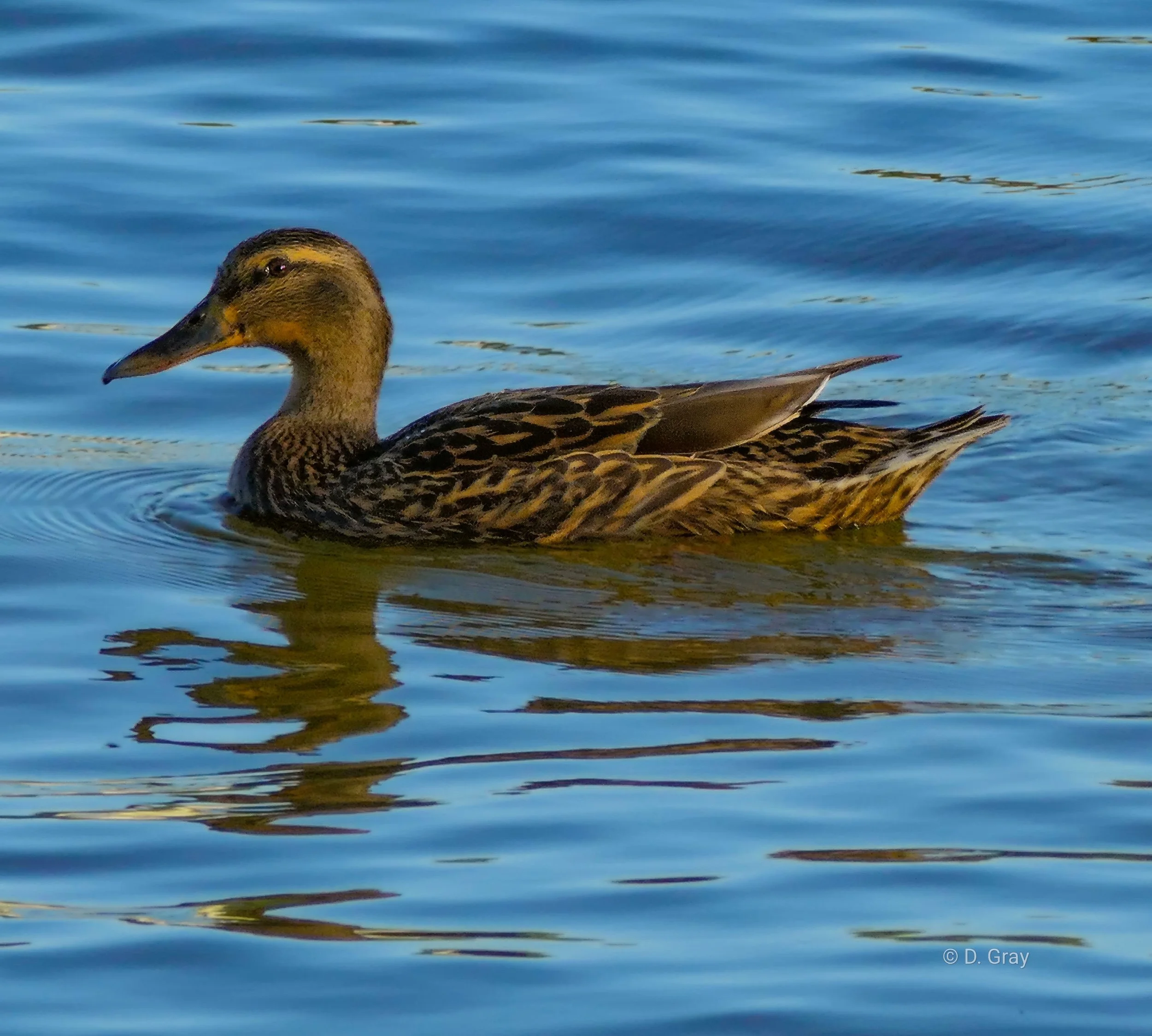 Mallard female