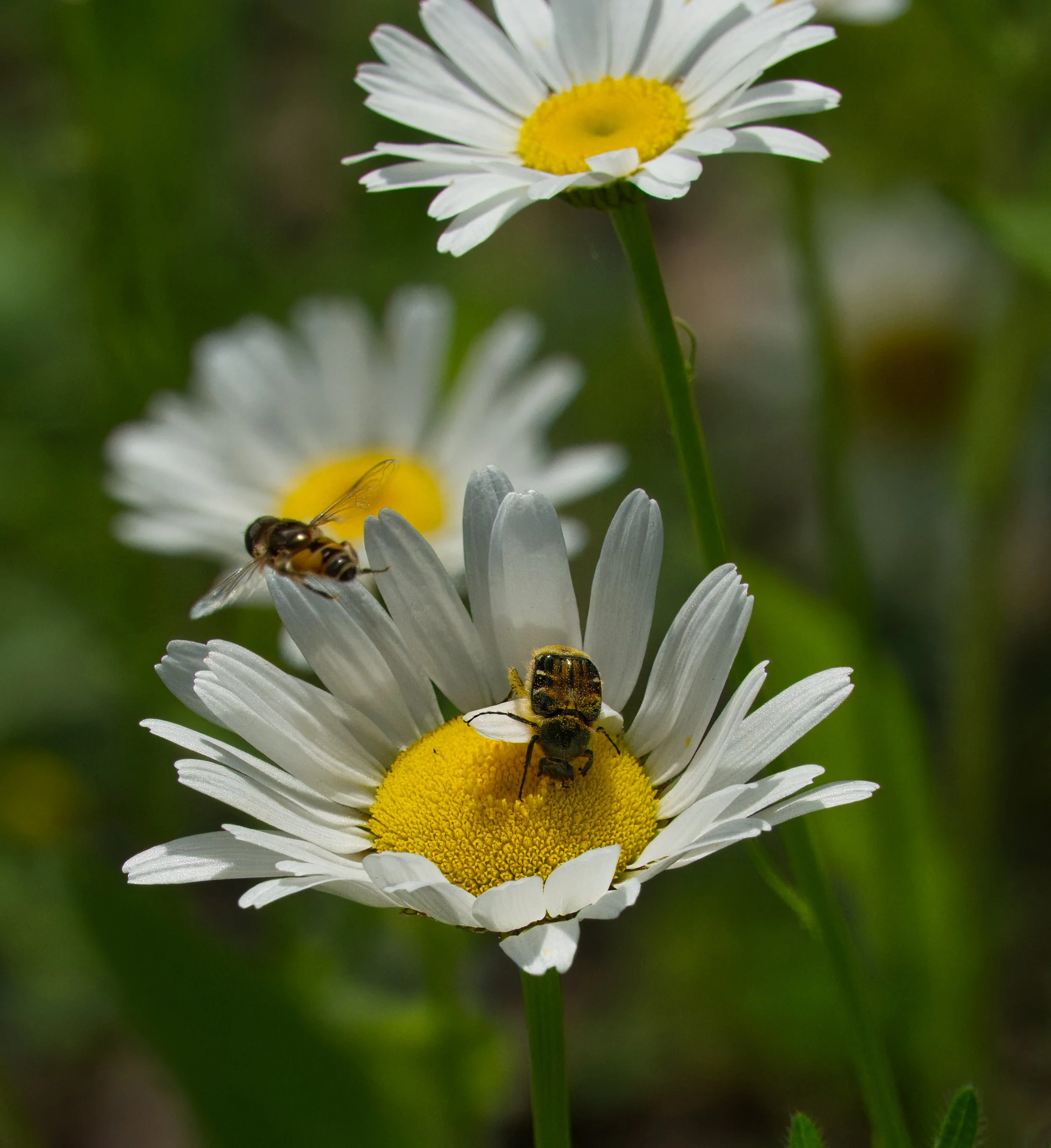 Hairy Flower Beetle and a Hoverfly