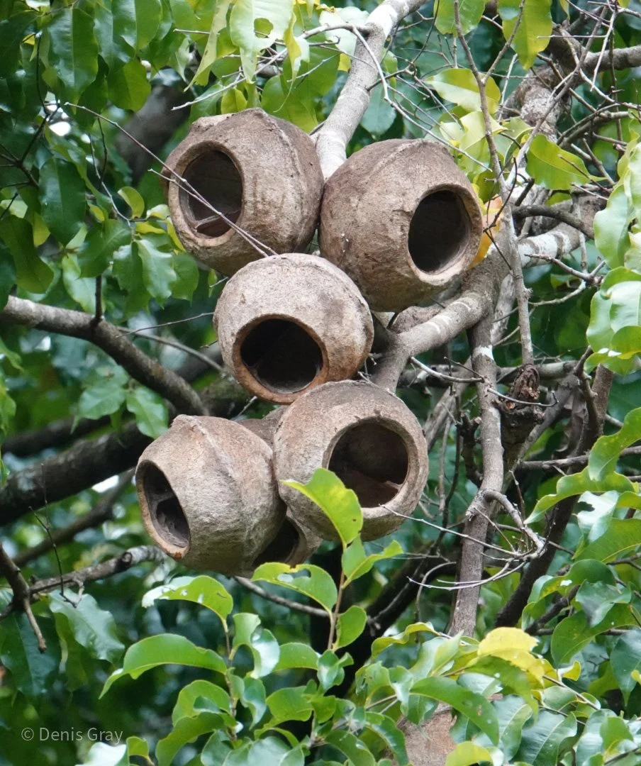 Lecythis Tree (Monkey pots), Belize Botanic Garden, Western belize