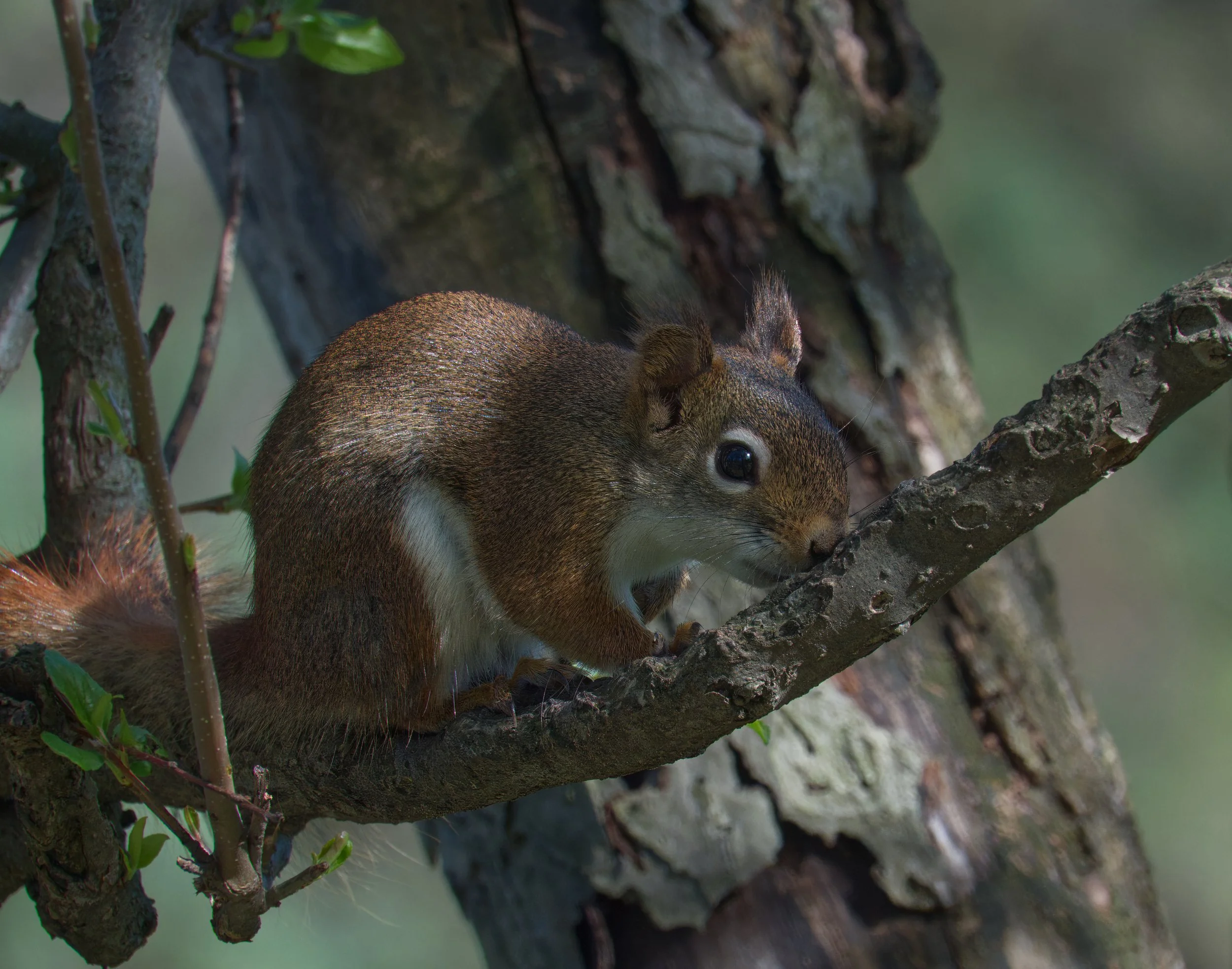 American Red Squirrel, having a little rest