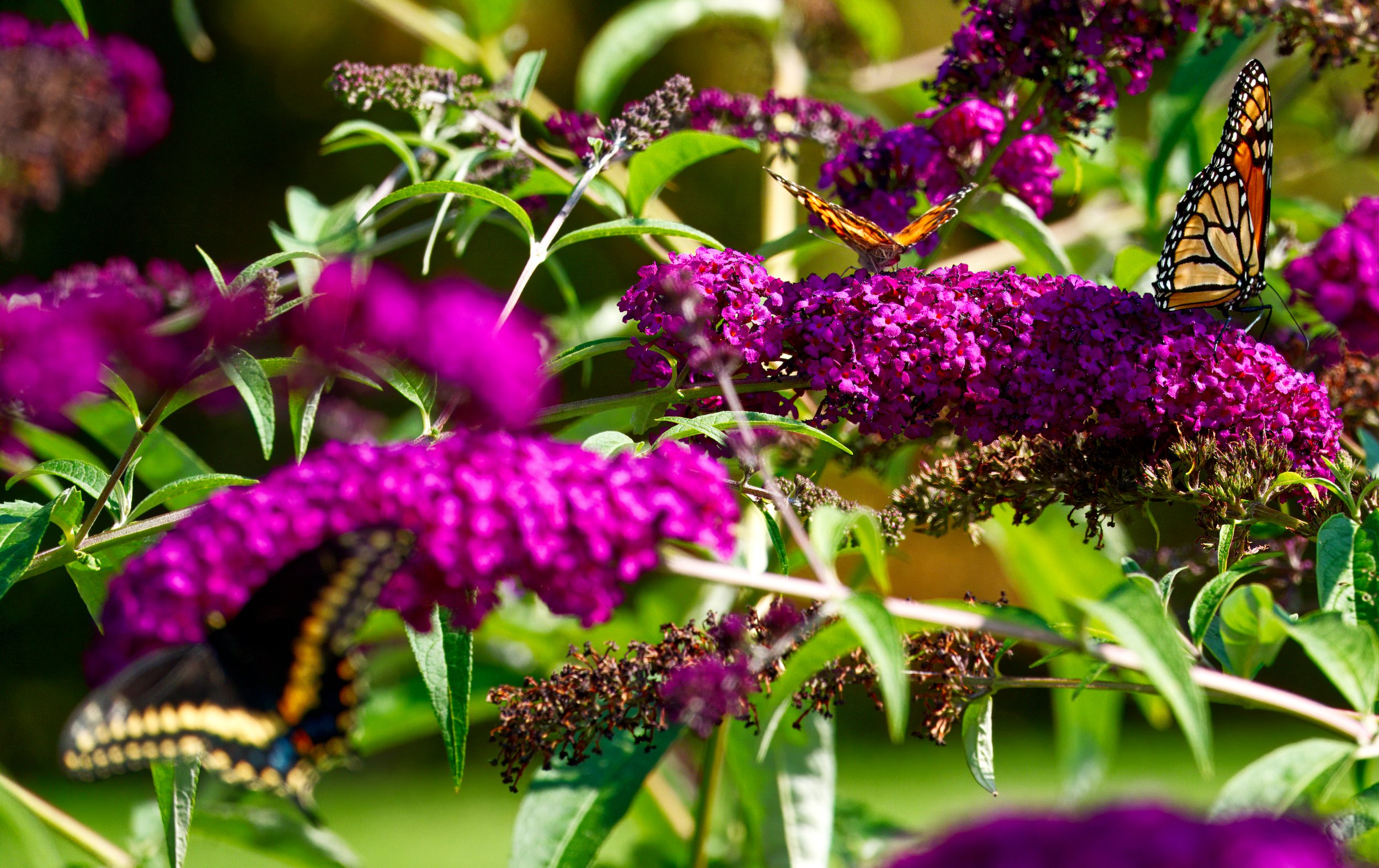 Swallowtail, Painted and Monarch Butterflies on Buddleja