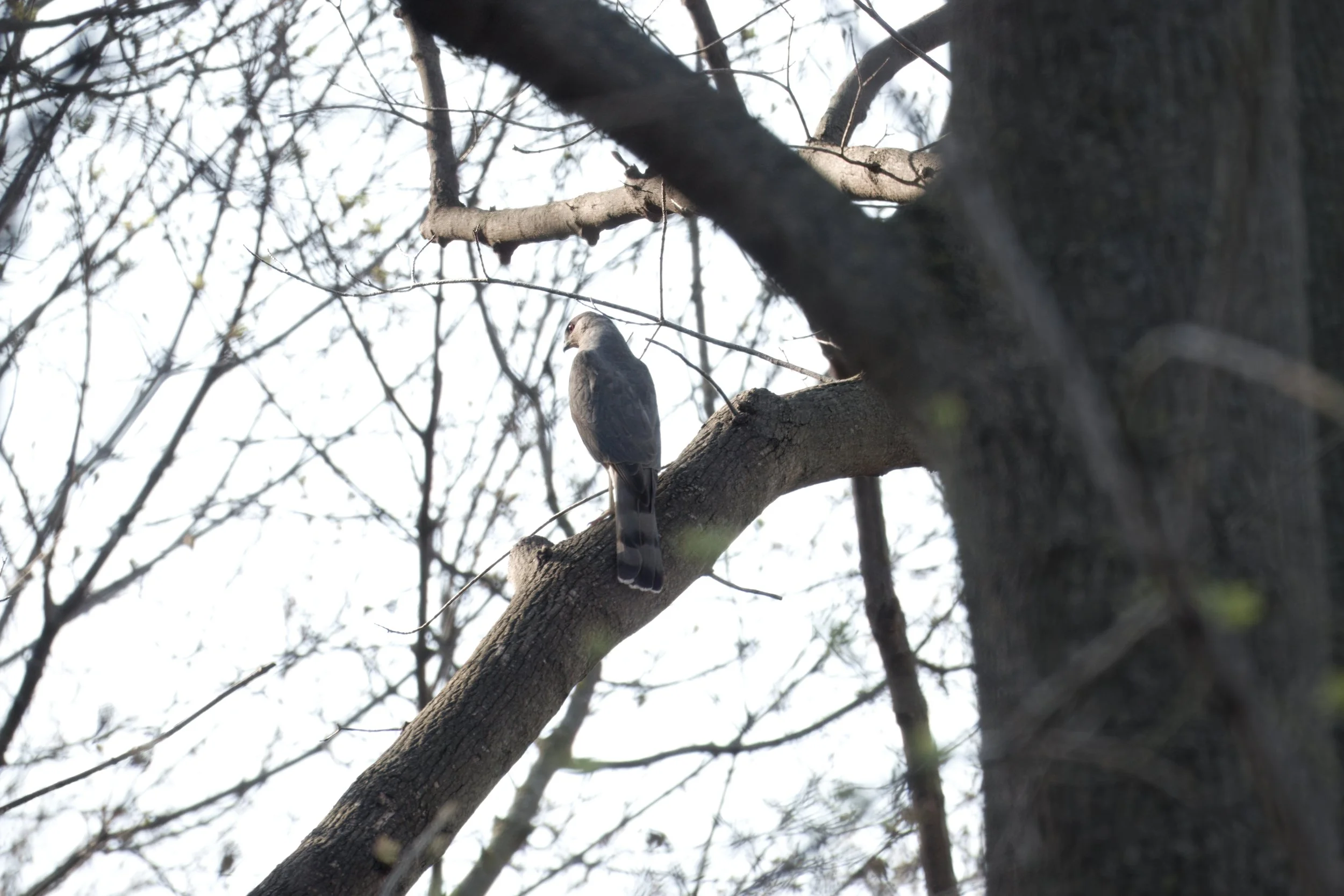 Cooper's Hawk, Yellow Creek Ravine, Toronto