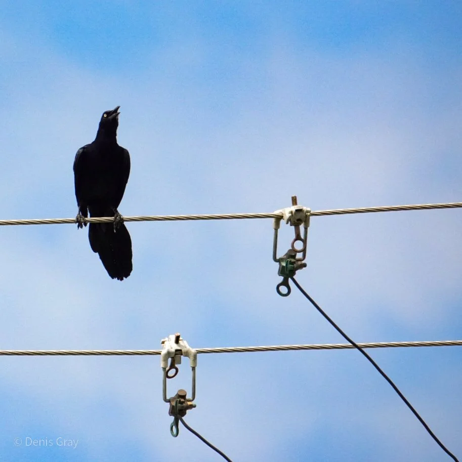 Male Great-tailed Grackle, Belize City, Belize