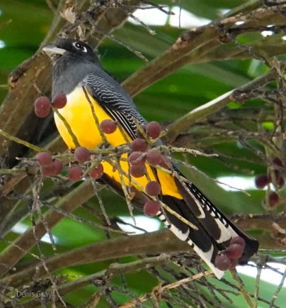 Gartered Trogon, Belize Botanic Garden, Western Belize