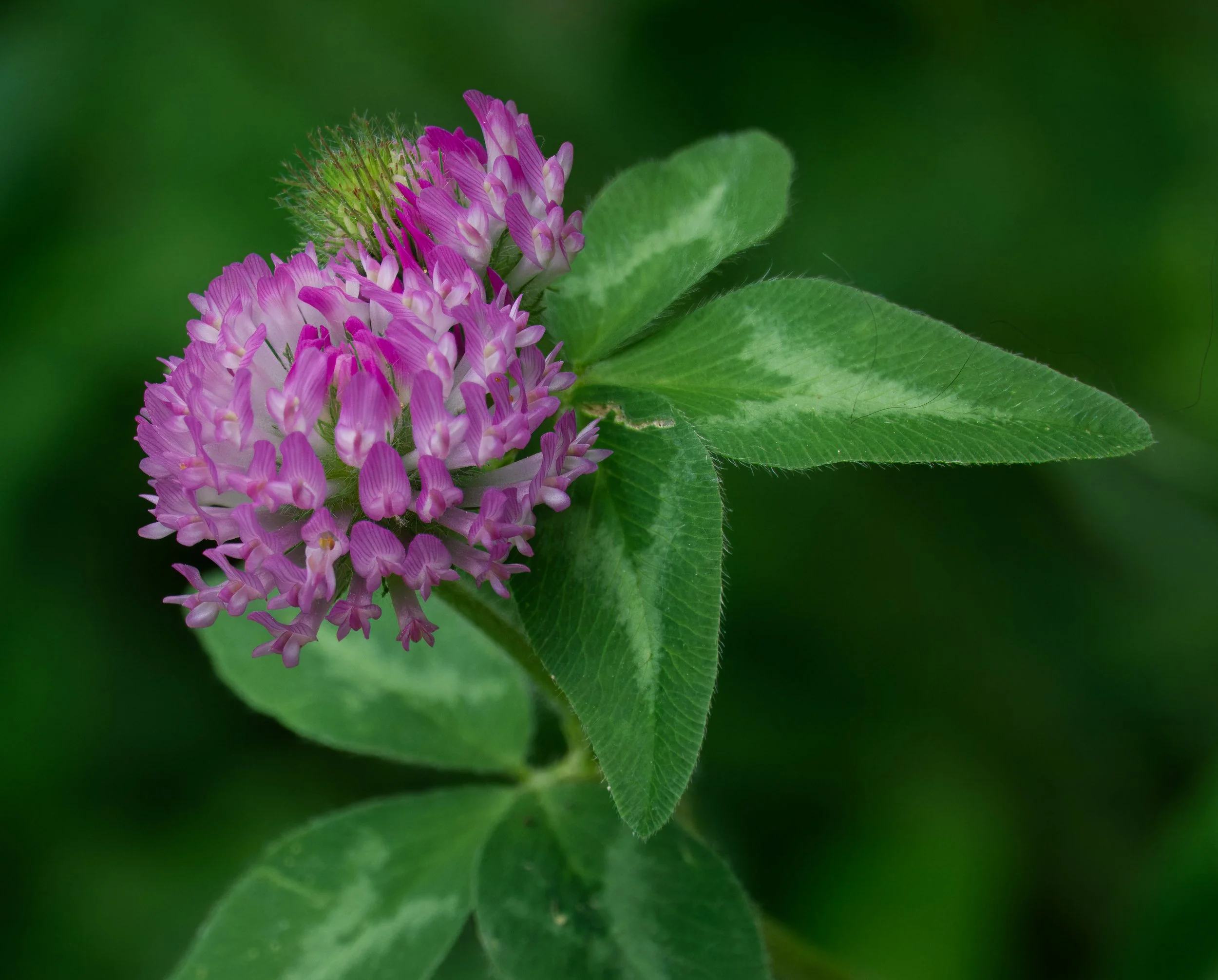 Red Clover, Vale of Avoca, Toronto
