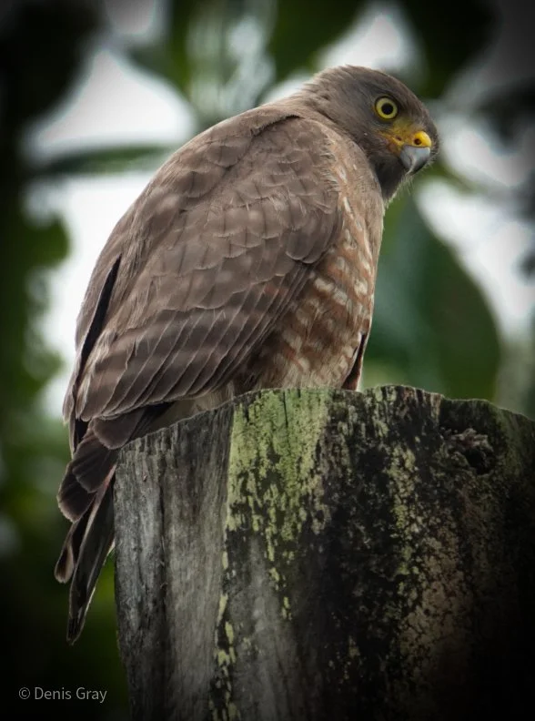 Juvenile Roadside Hawk, Hopkins, Belize