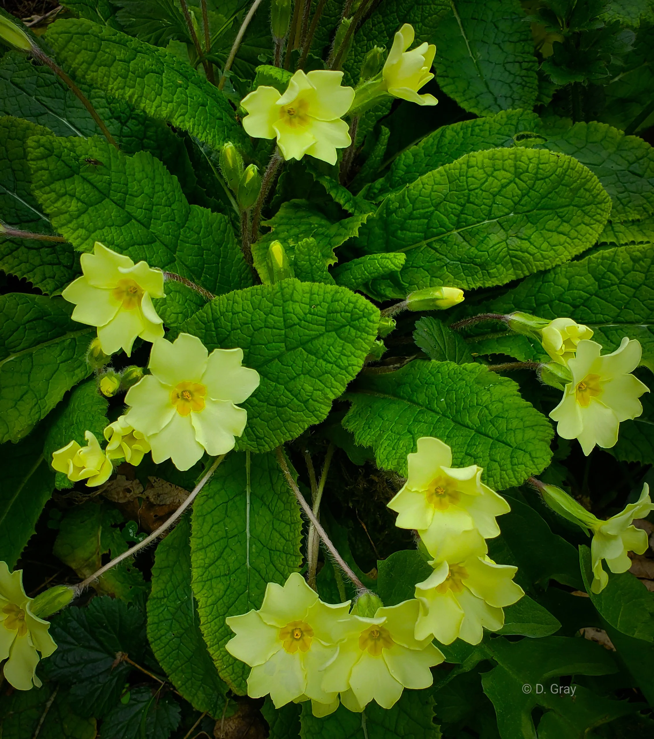 Primrose.jpg