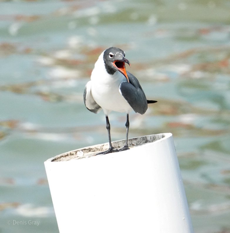 Laughing Gull, Belize City, Belize