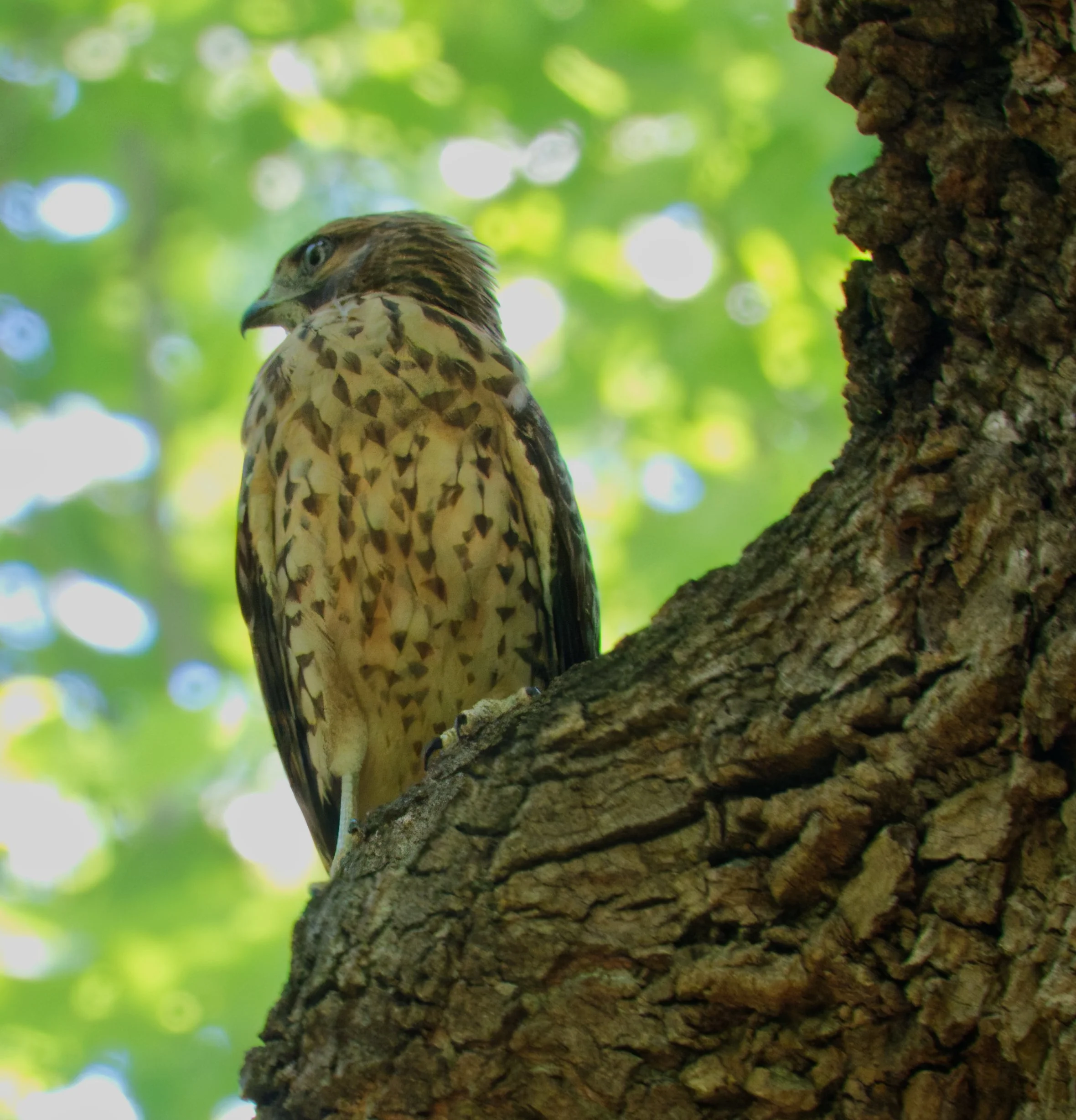 Red-shouldered Hawk, Atlanta Botanic Garden, Atlanta, Georgia