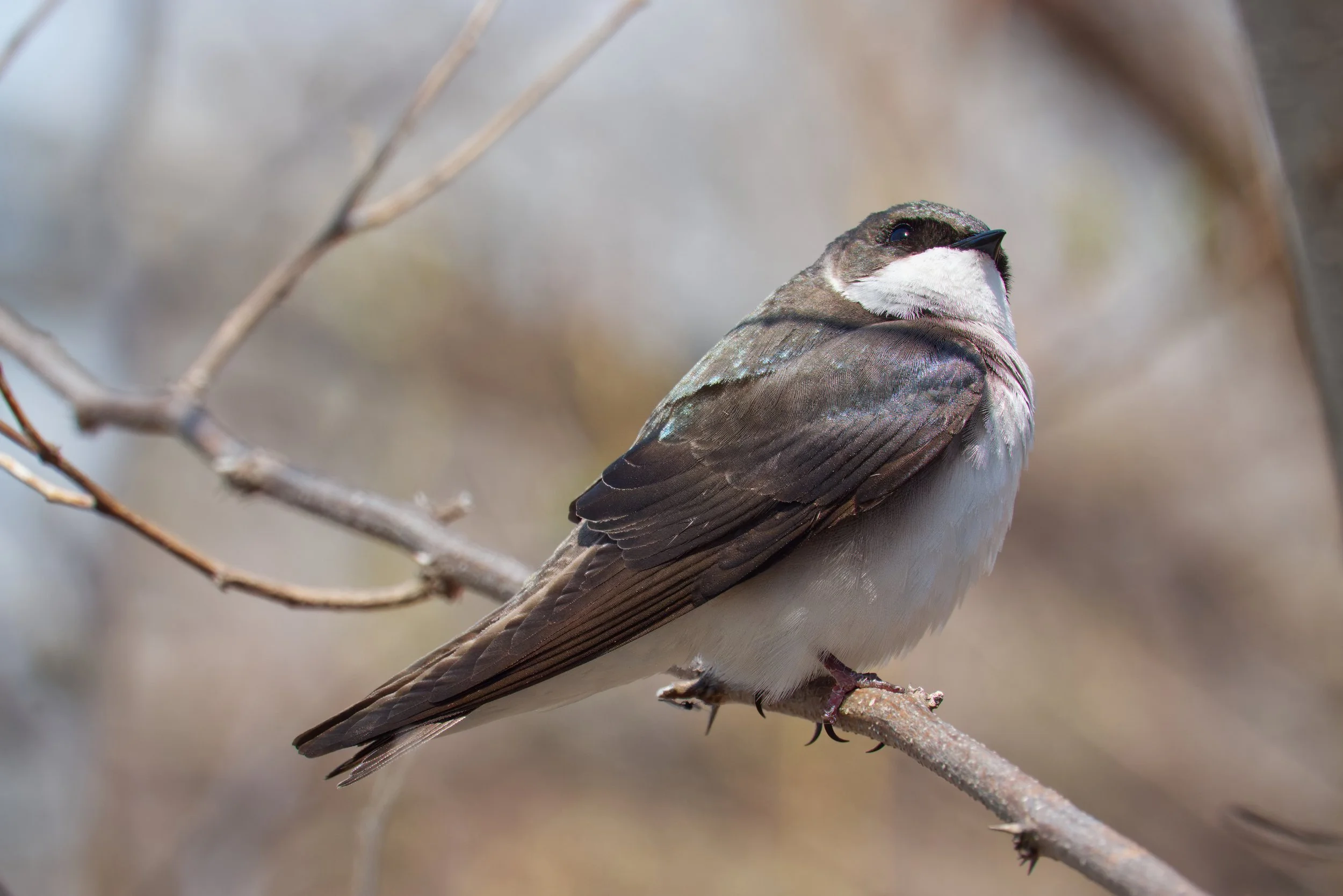 Tree Swallow, Tommy Thompson Park, Toronto