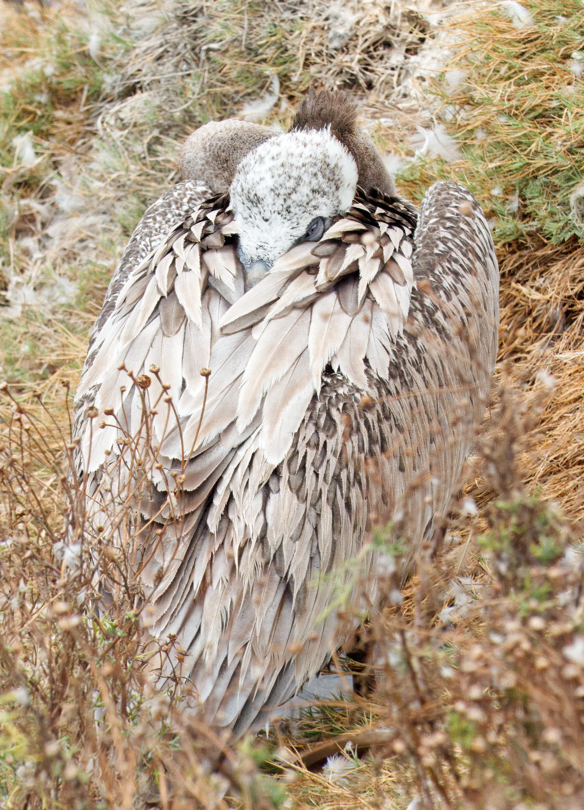 Brown Pelican resting, La Jolla, Southern California