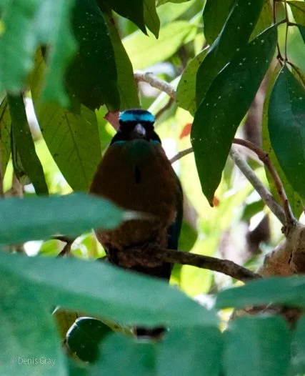 Lesson's Motmot, Belize Botanic Garden, Western Belize