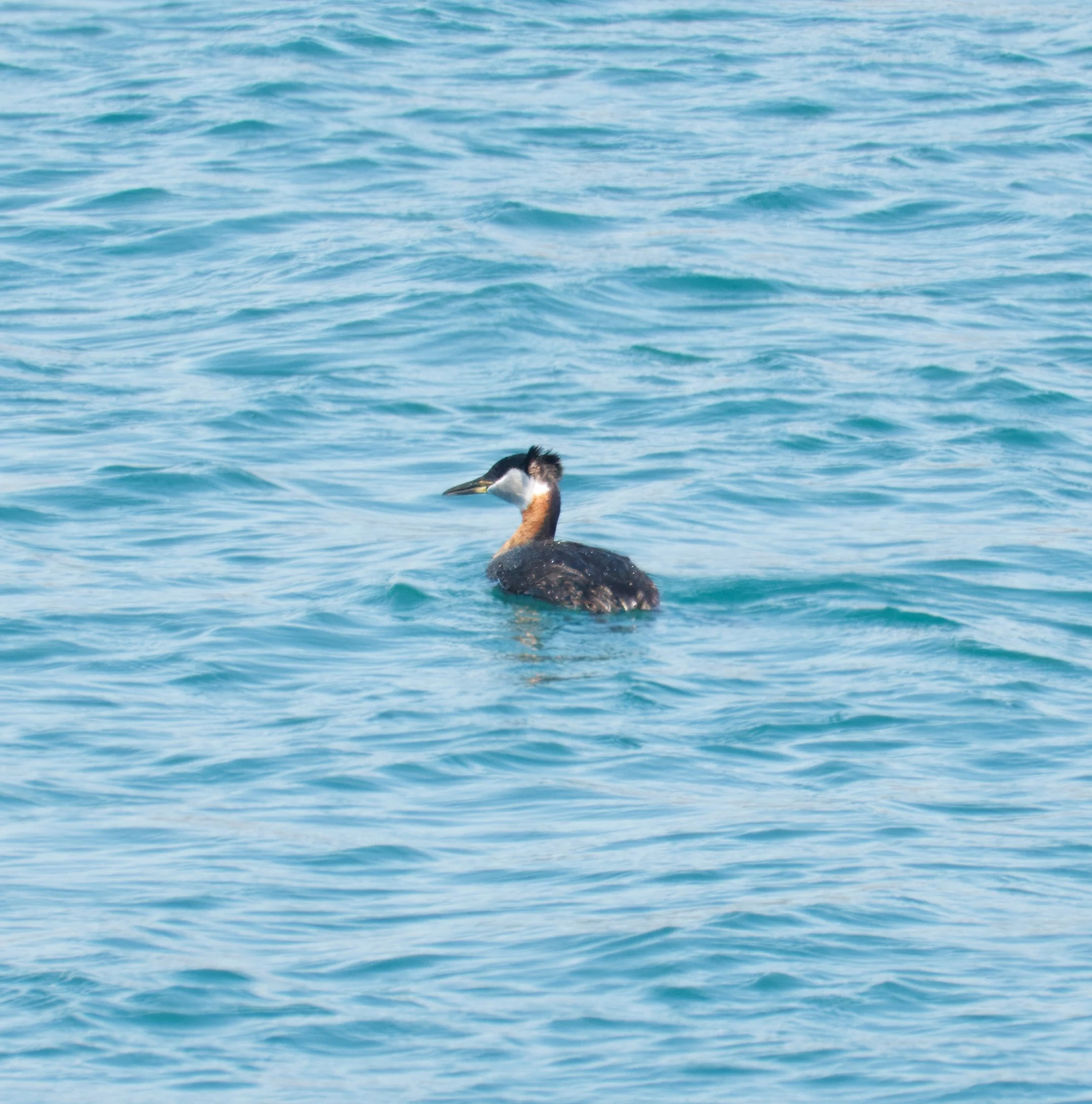 Red-necked Grebe DSC05790.jpg