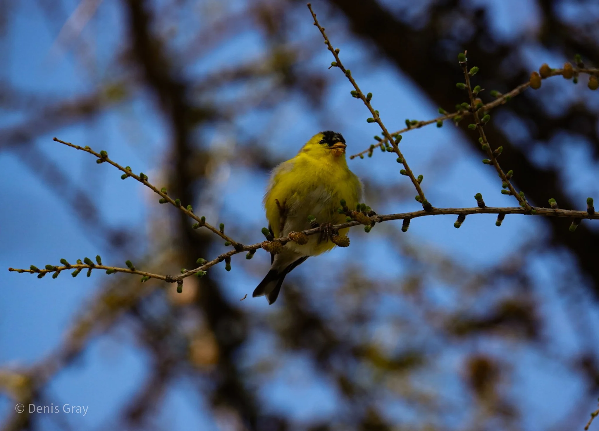 American Goldfinch, Waterfront, Toronto