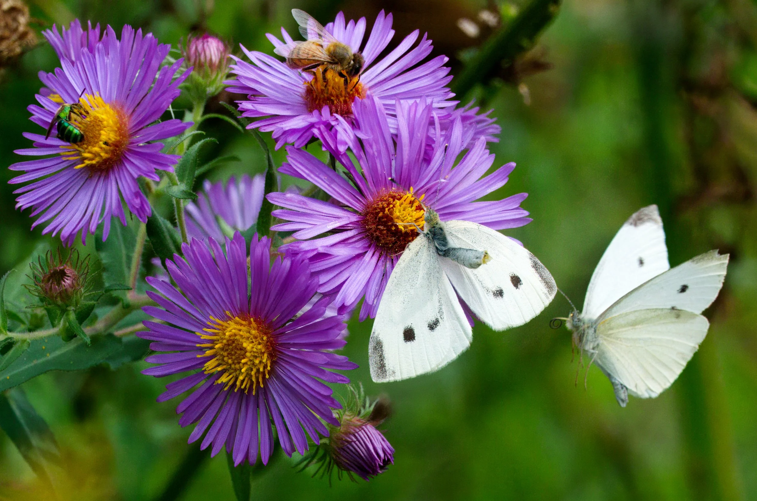 More Cabbage White mating refusal
