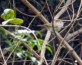 Lesser Greenlet, Western Belize