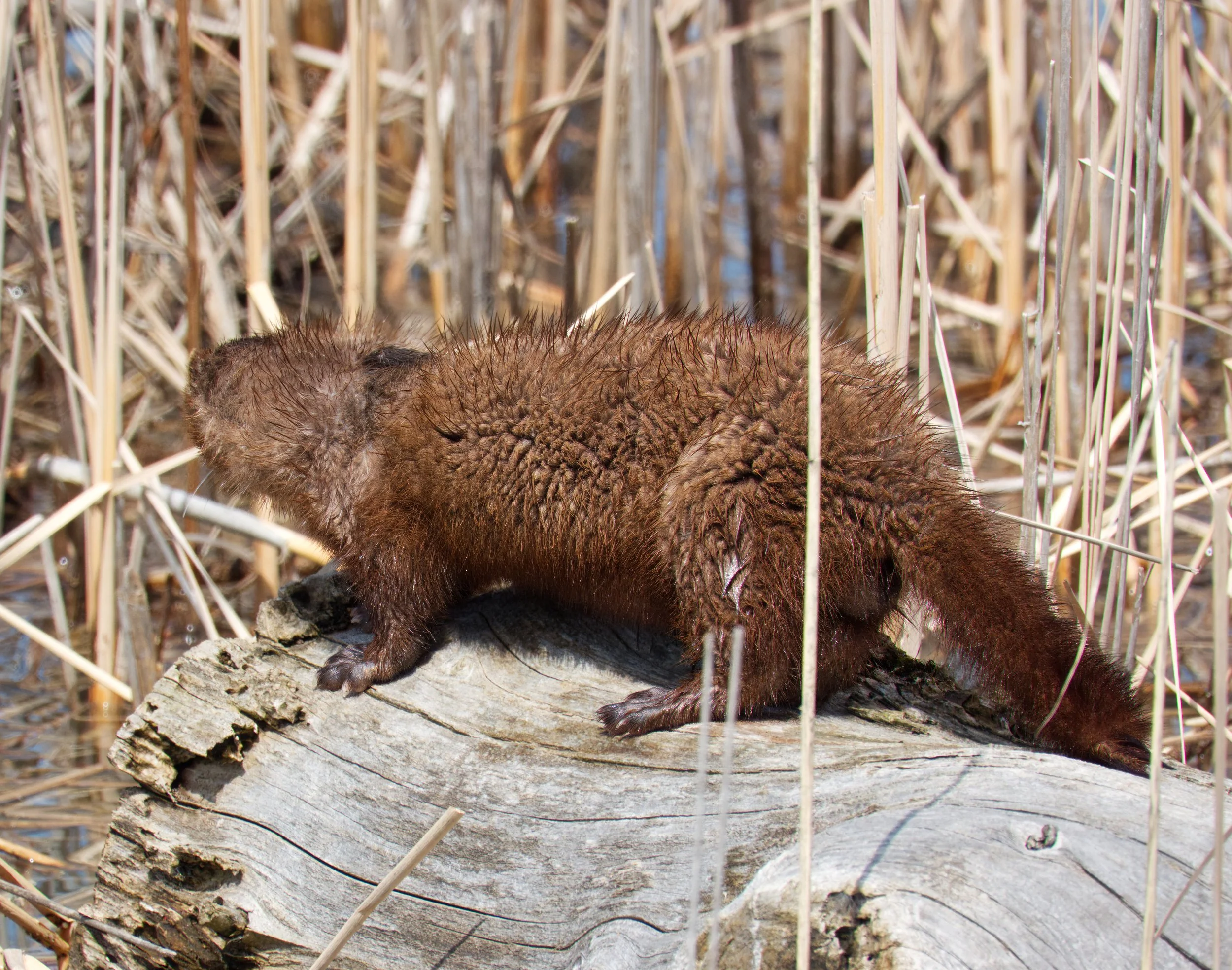 American Mink