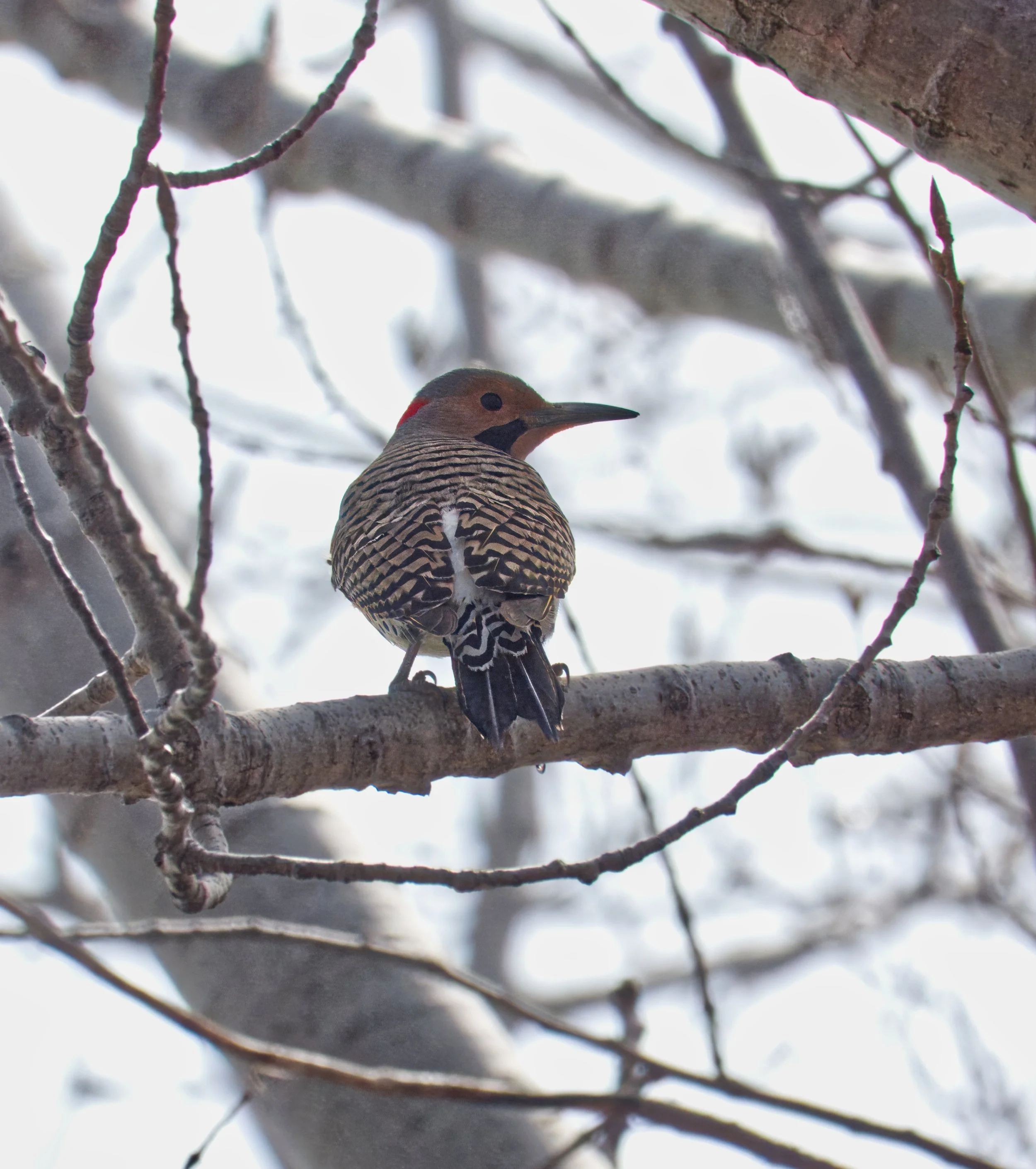 Northern Flicker