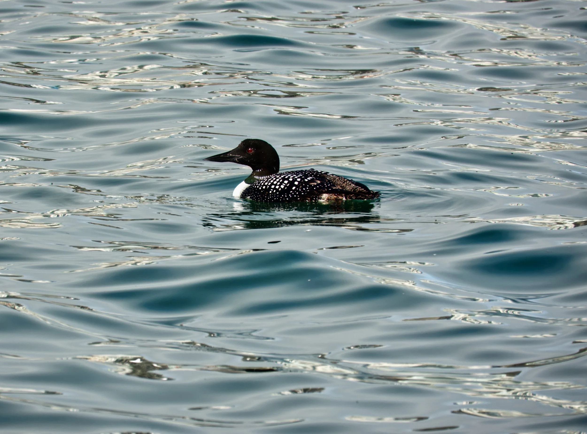 Common Loon  04 DSC05234.jpg