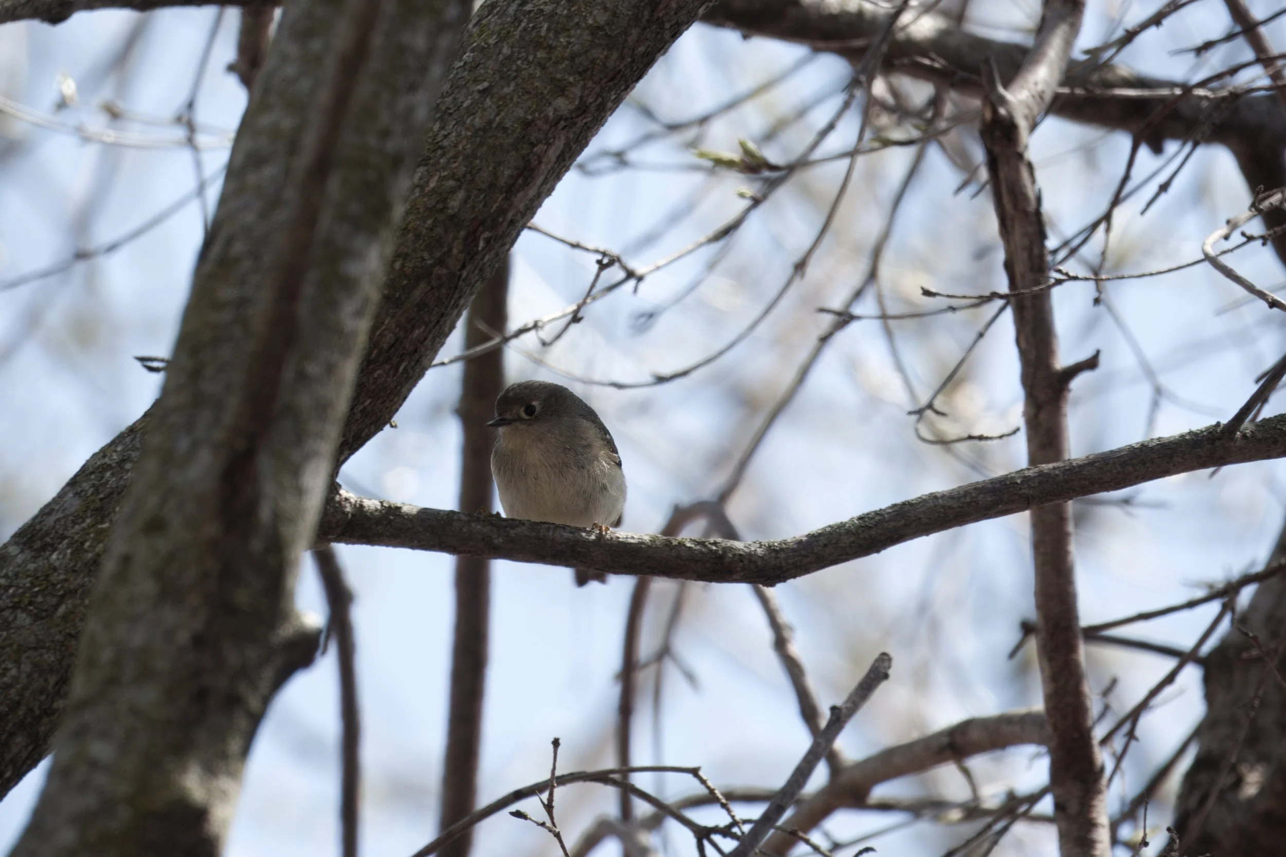 Ruby-crowned Kinglet