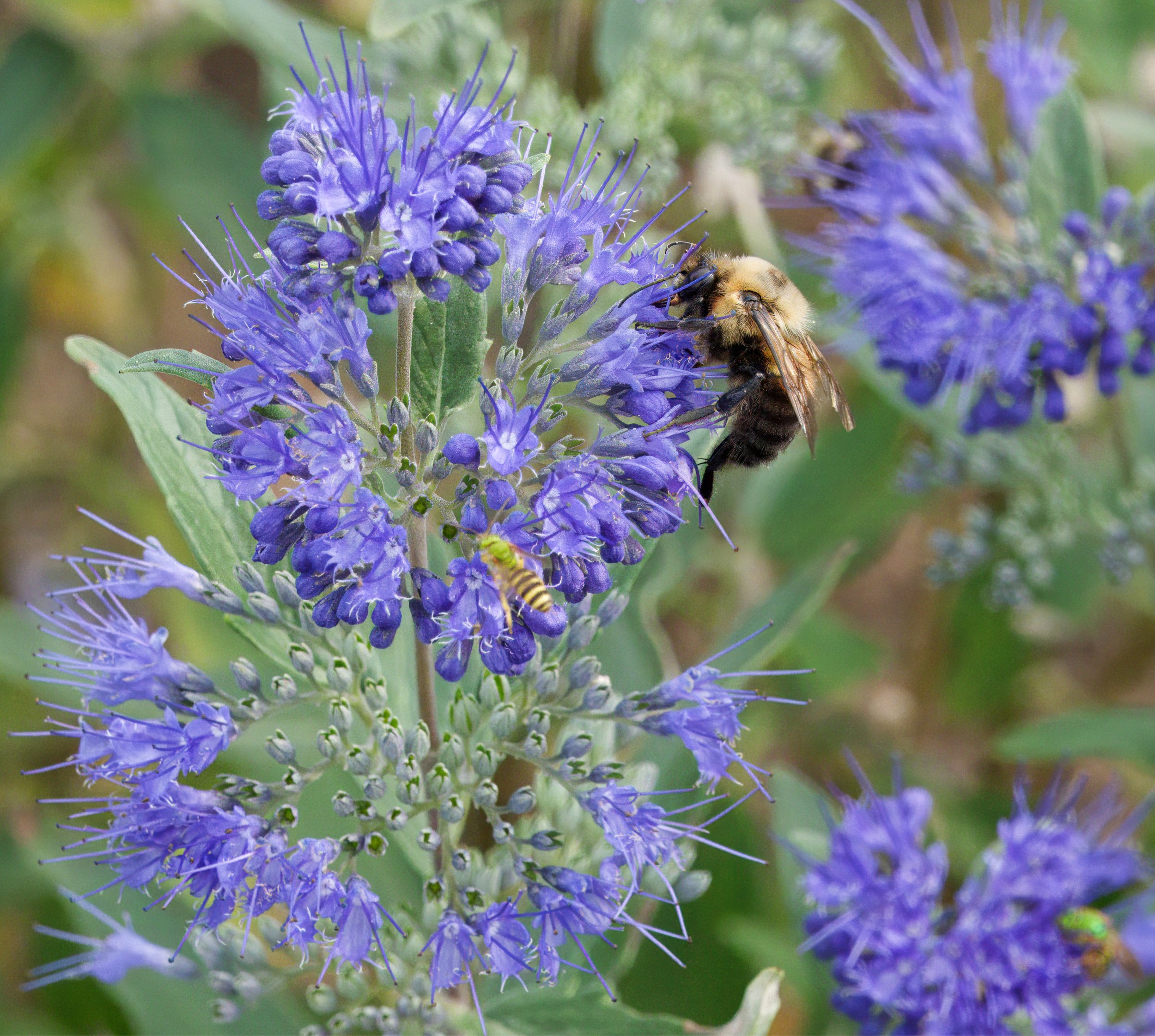 Bumble Bee
