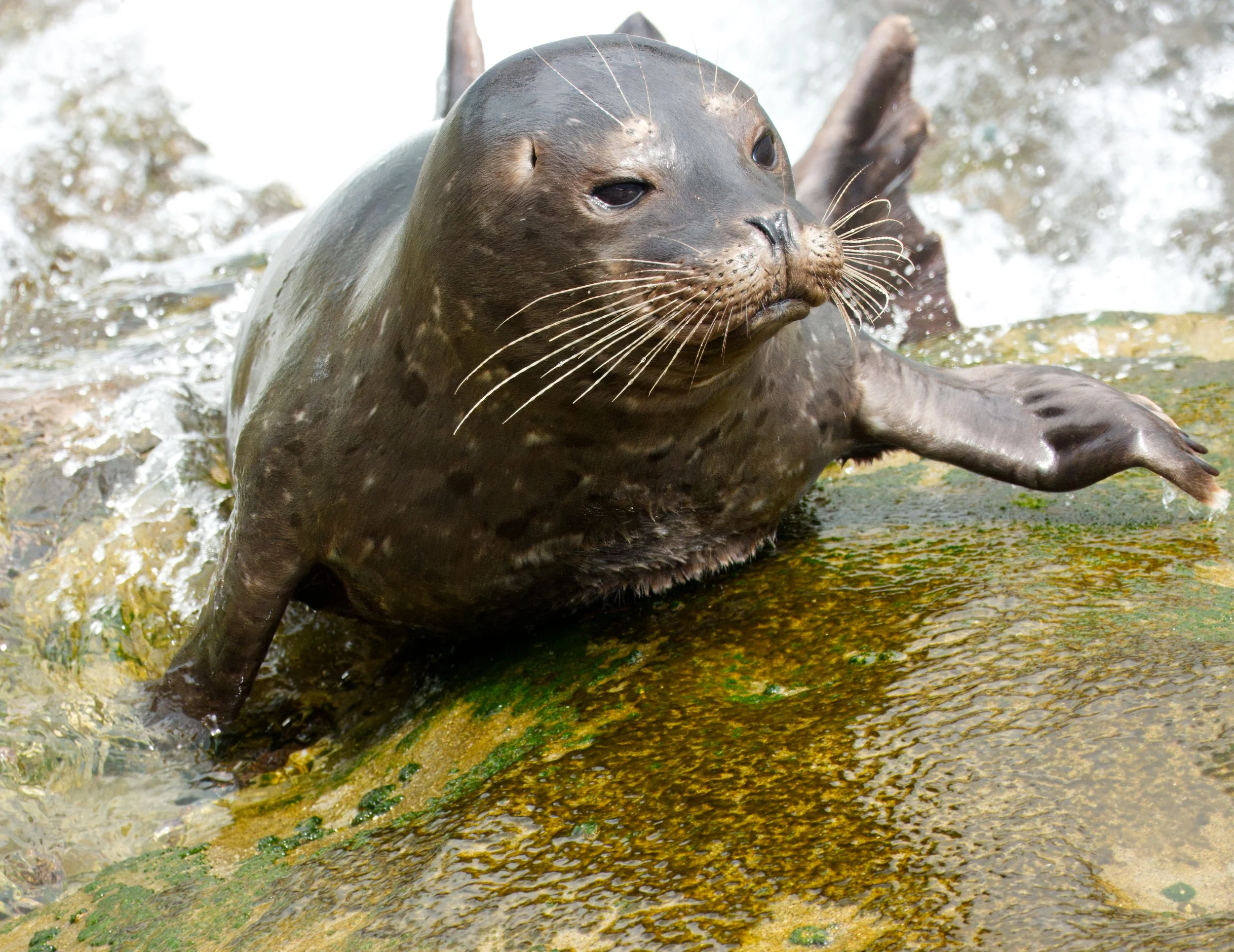 Harbour Seal