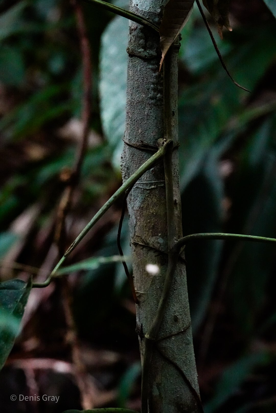 A climber plant on a tree attached at very regular intervals