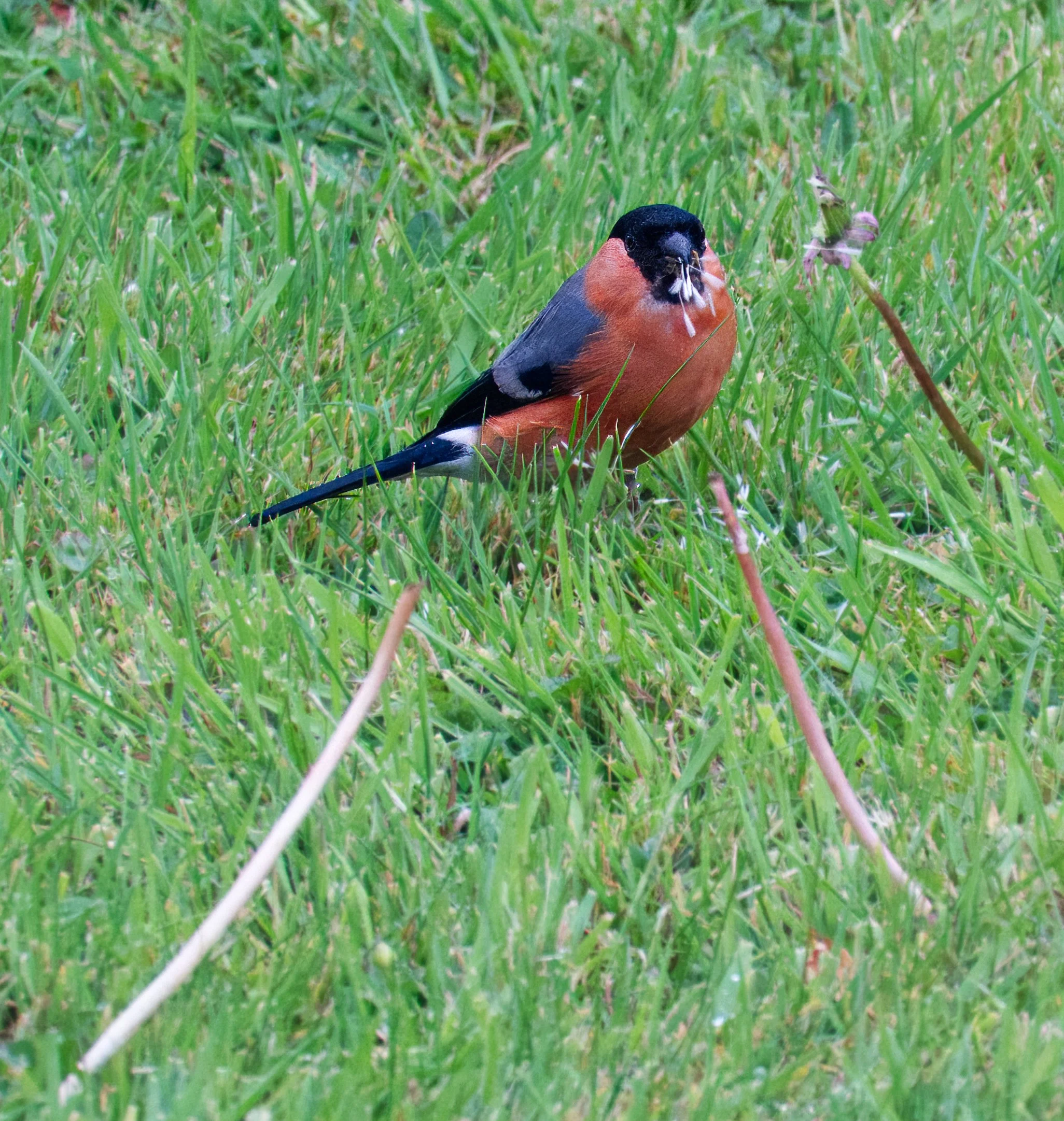 Bullfinch, male, Petitiswood, Mullingar
