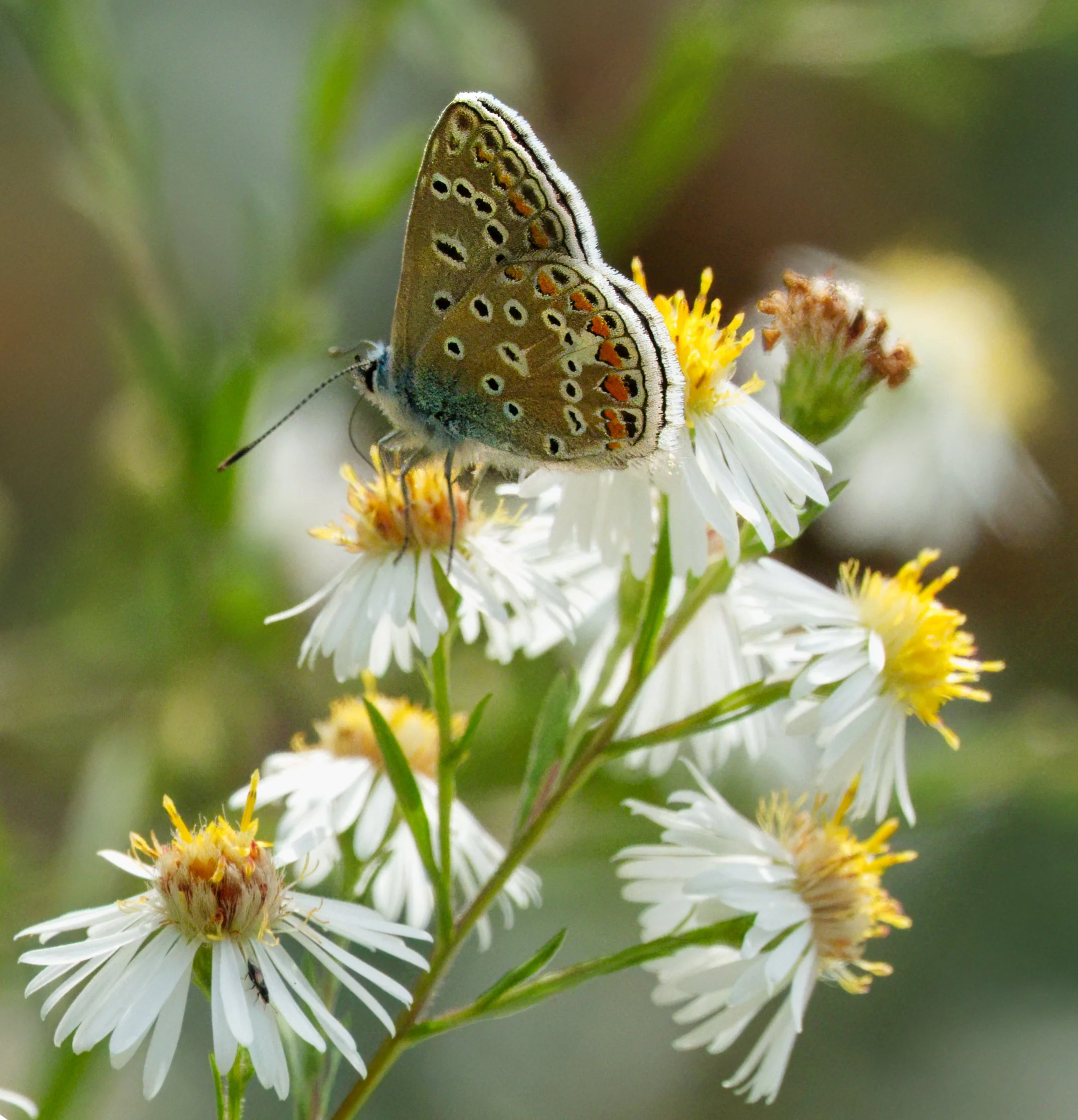 Female Common Blue Butterfly