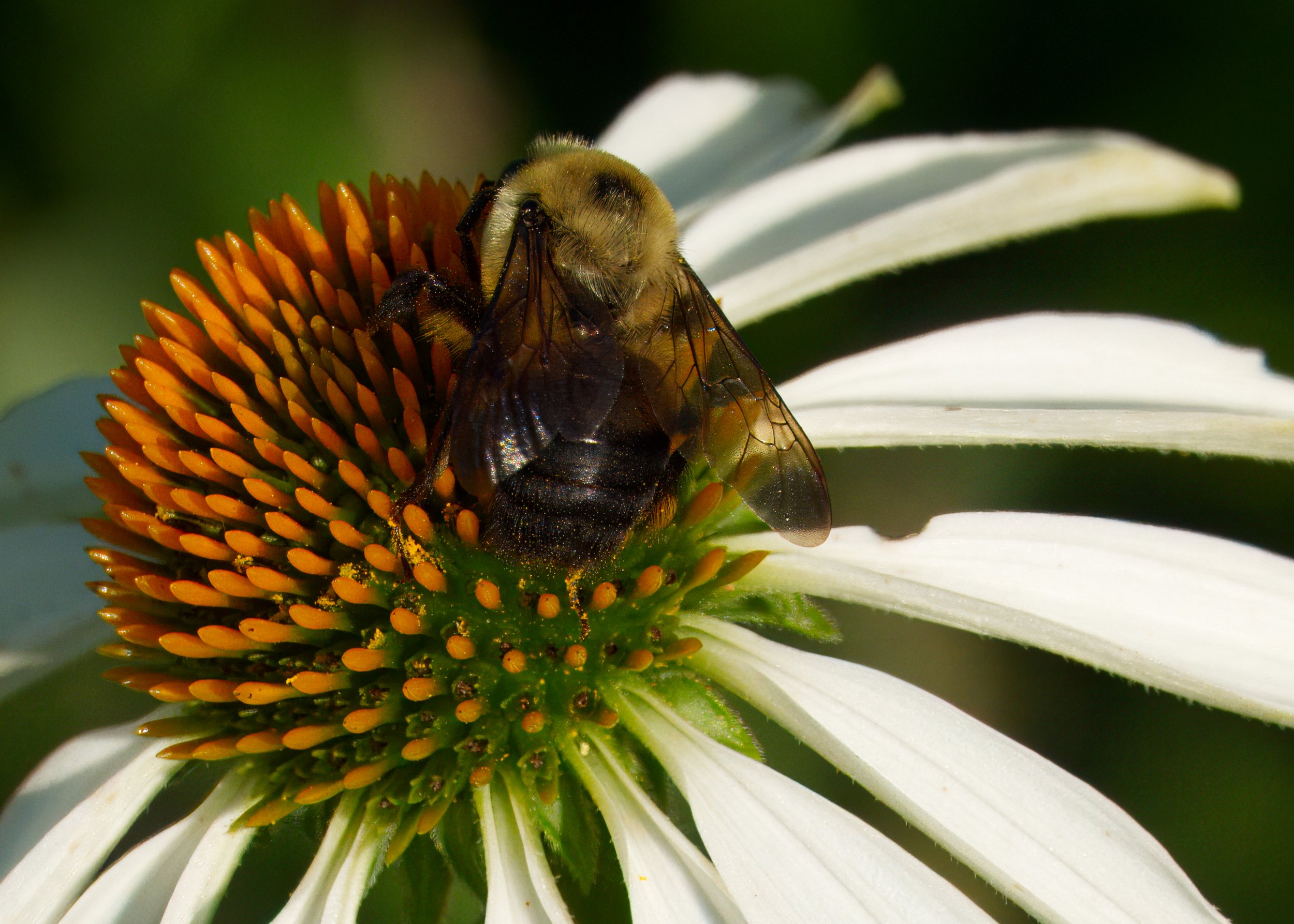 Bumblebee on Echinacea