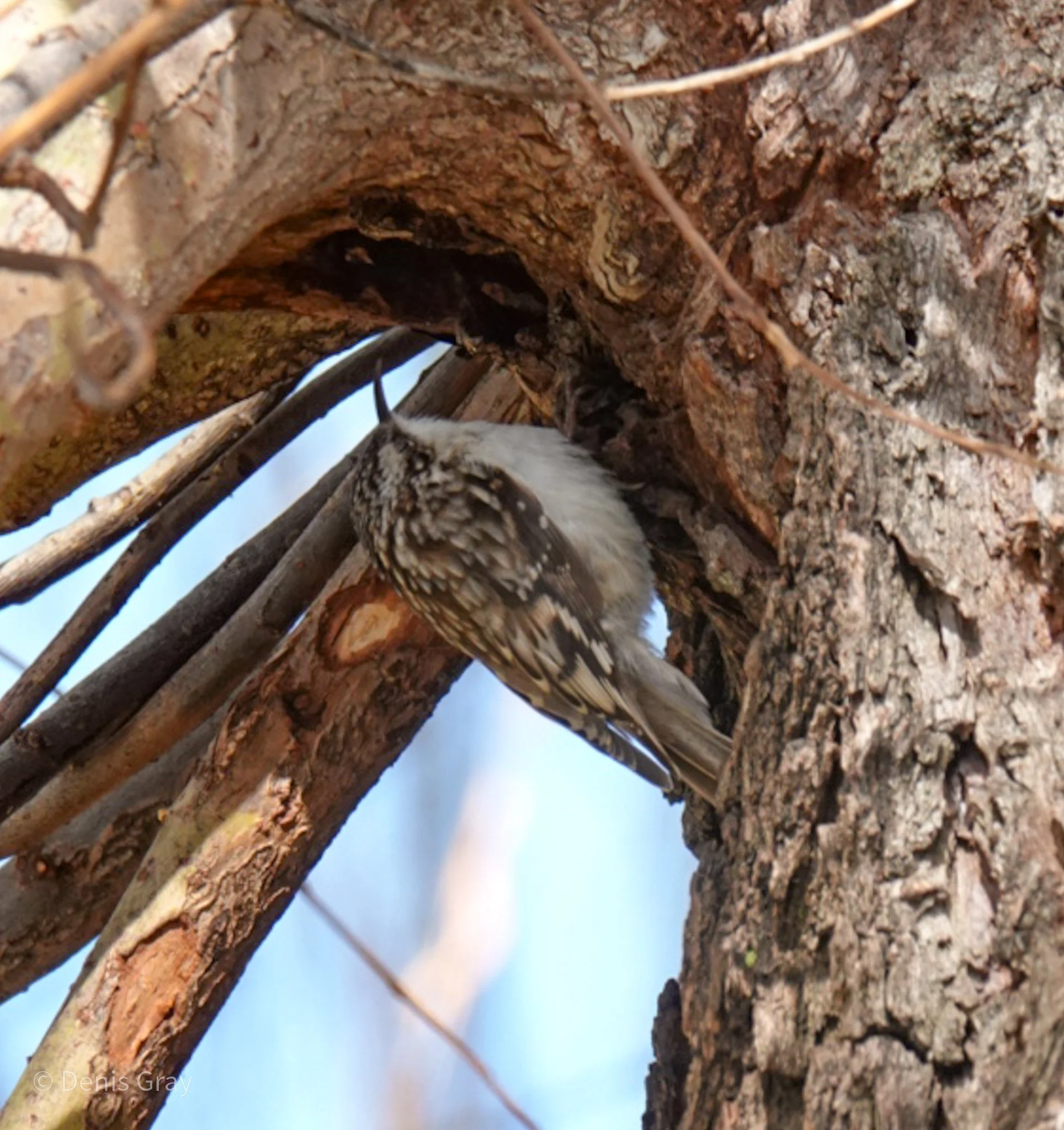 Brown Creeper