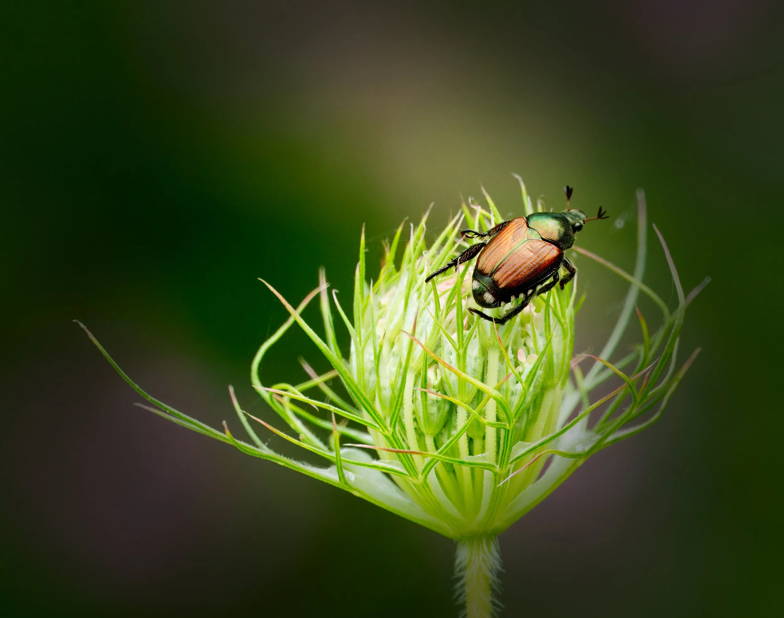 Invasive Japanese Beetle