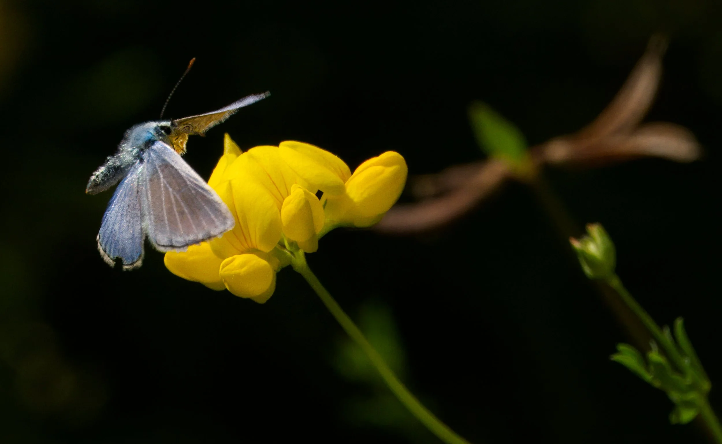 Common Blue Butterfly coming in to land on Bird's-foot Trefoil blooms