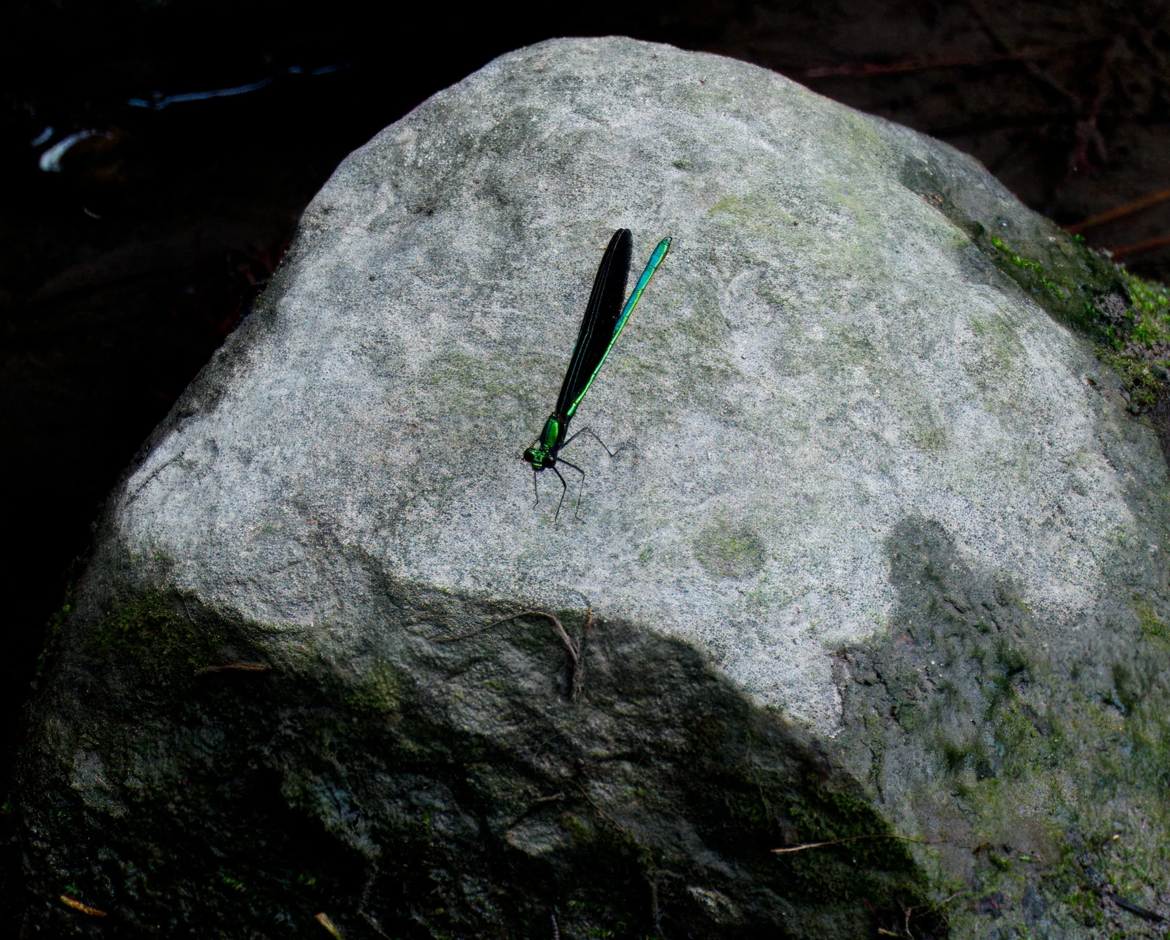 An Ebony Jewelwing at the Toronto Botanic Gardens