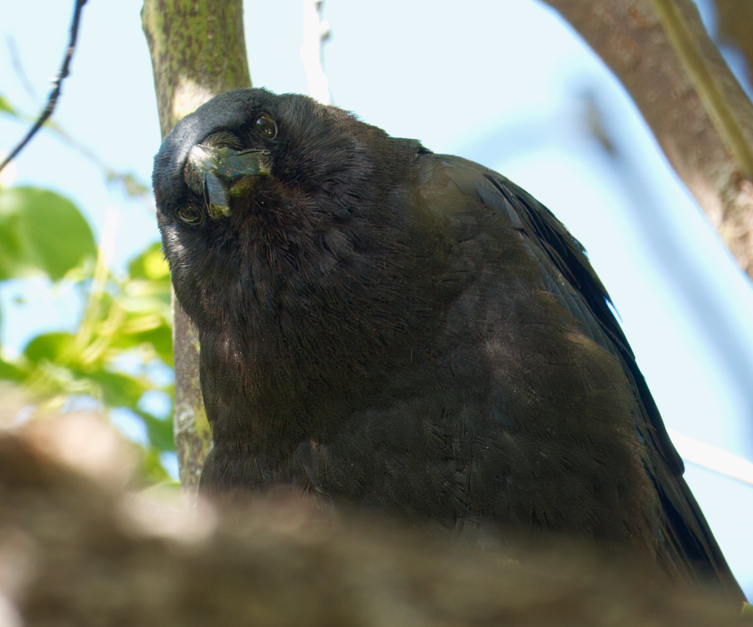 Raven, Laguna Woods, Southern California