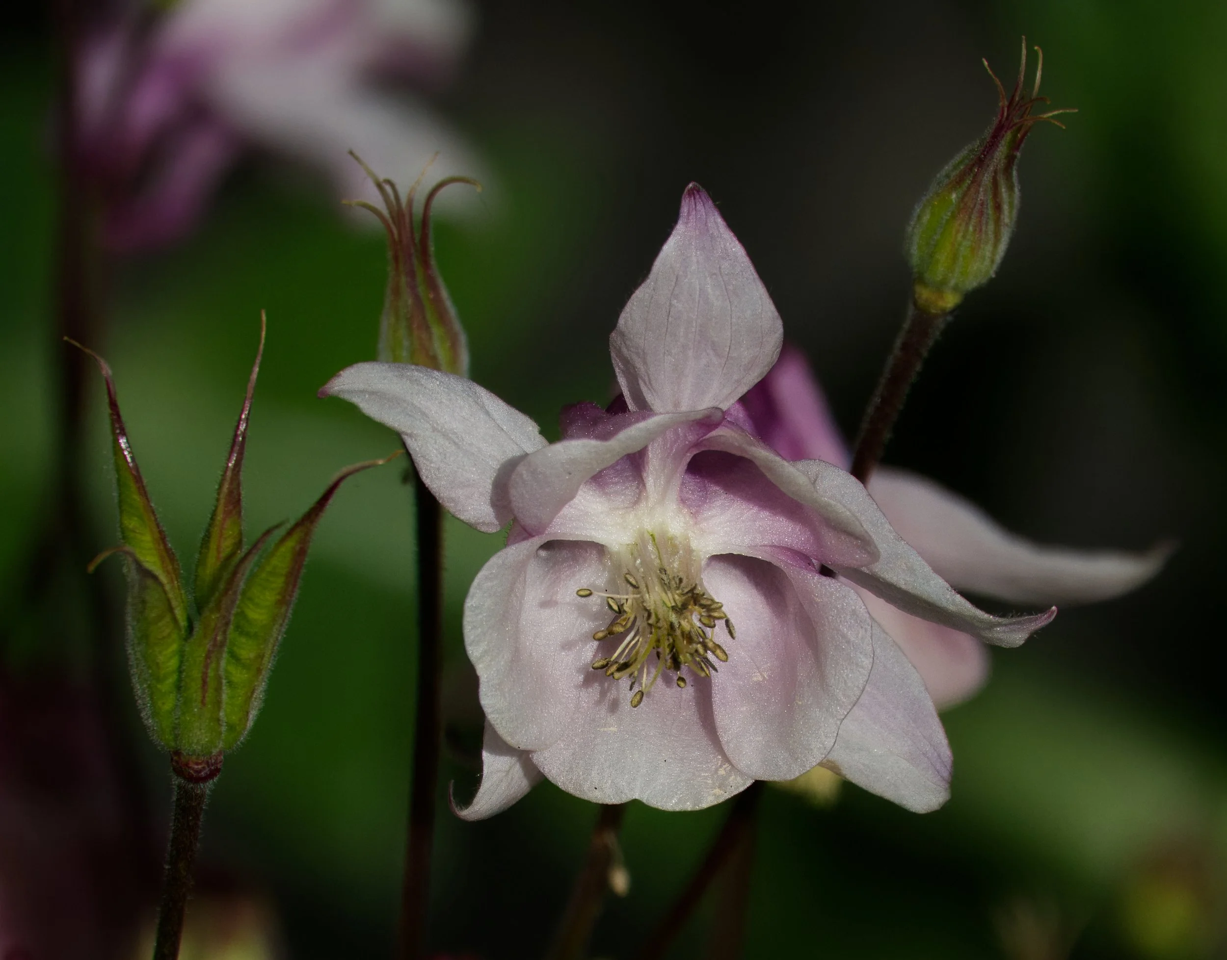 Aquilegia, Obelisk Walk, Blackrock, Dublin
