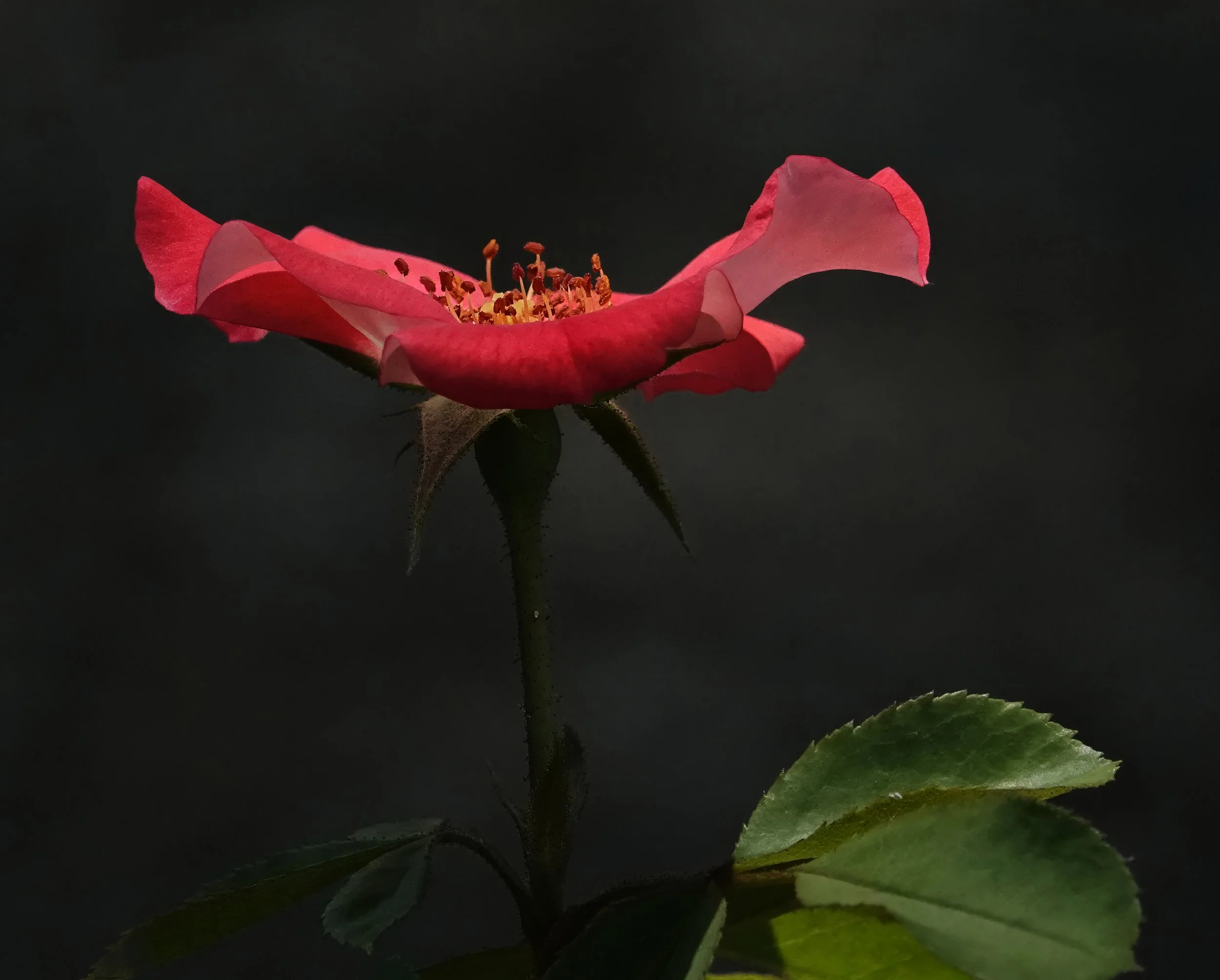 A single Red Rose