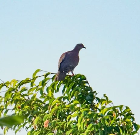 Red-billed Pigeon, Western Belize