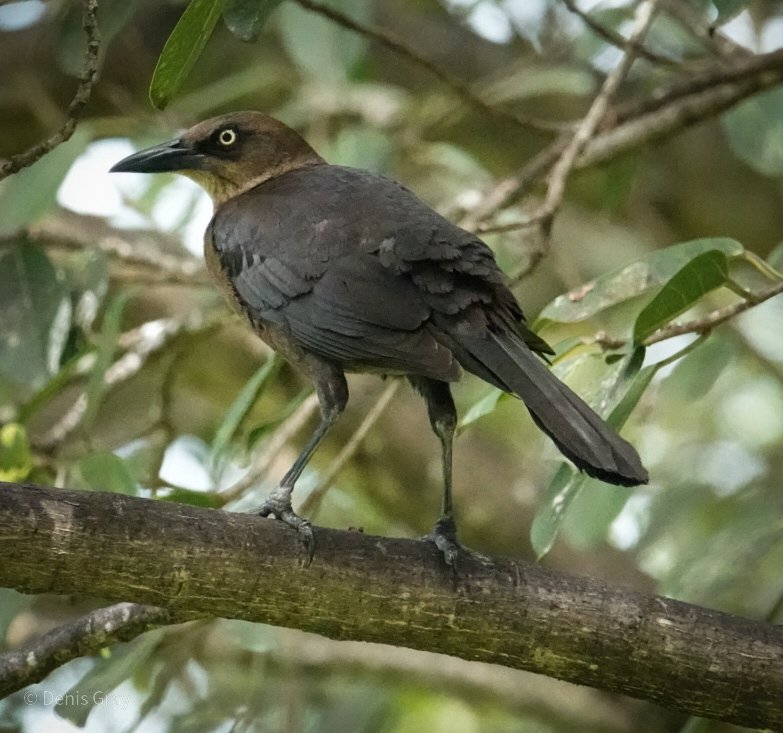 Female Great-tailed Grackle, Belize City, Belize