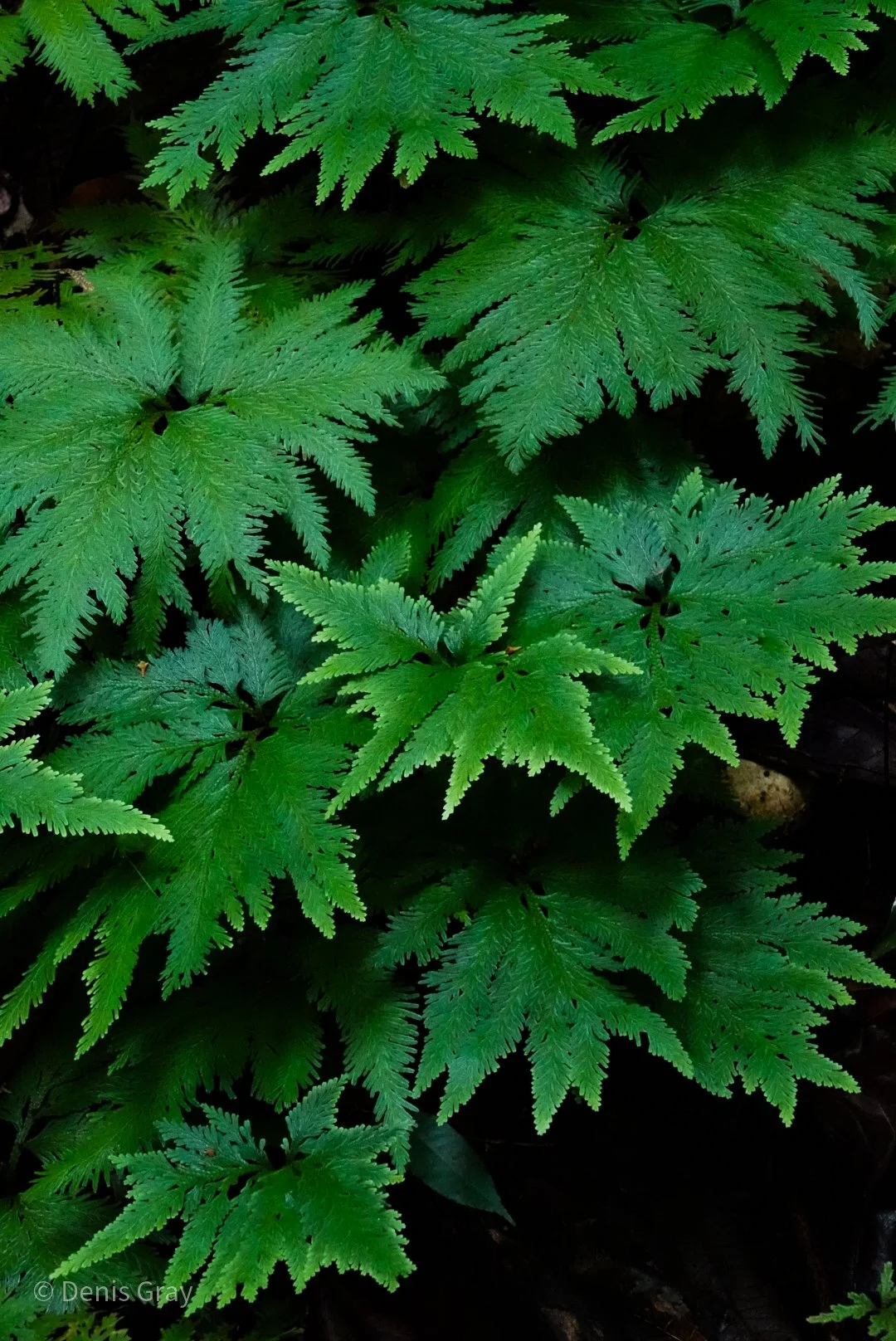 DSC04552.jpg