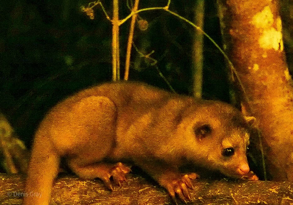 Kinkajou, Western Belize