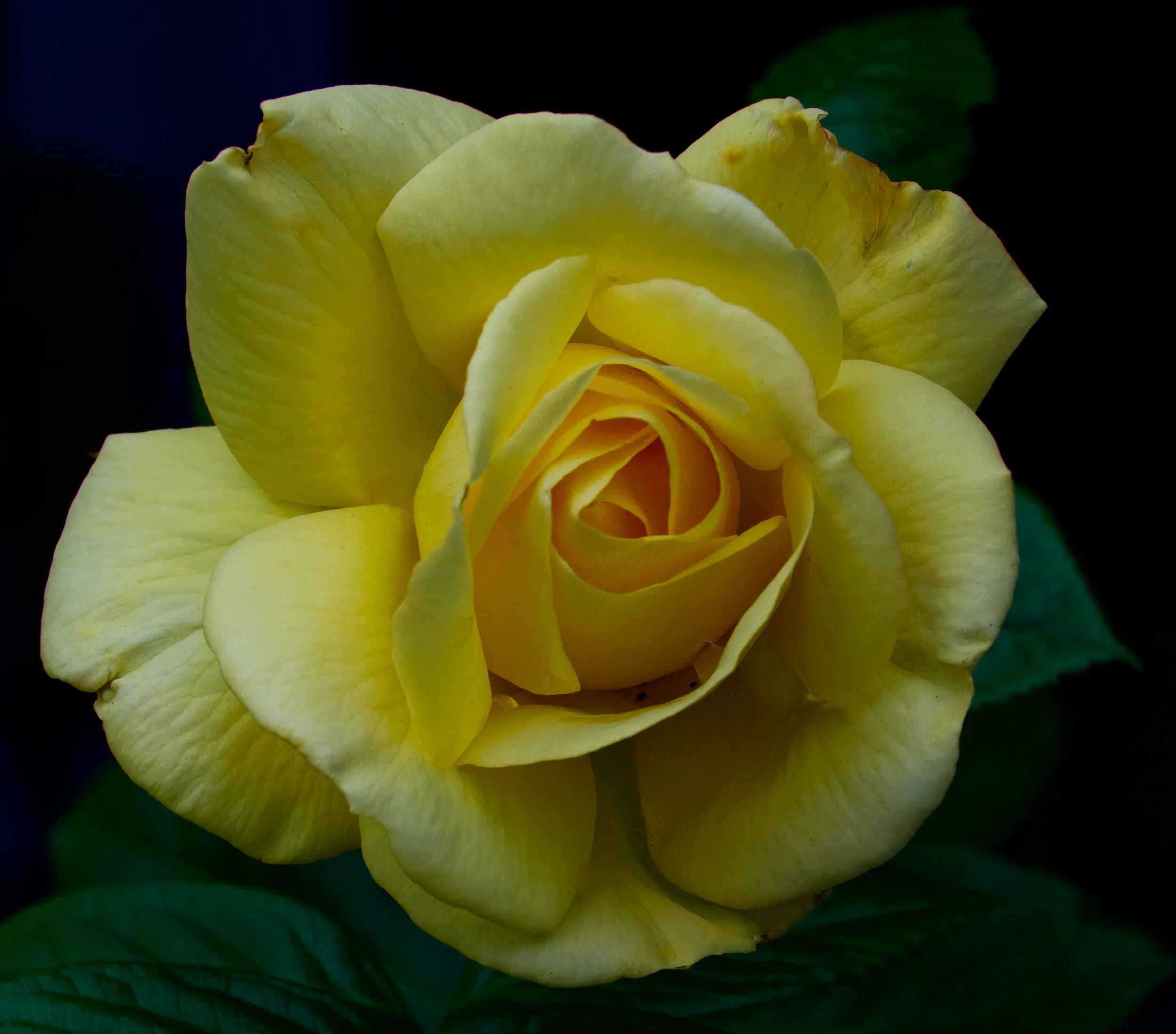 Rose, Koog-aan-de-Zaan, Nederland