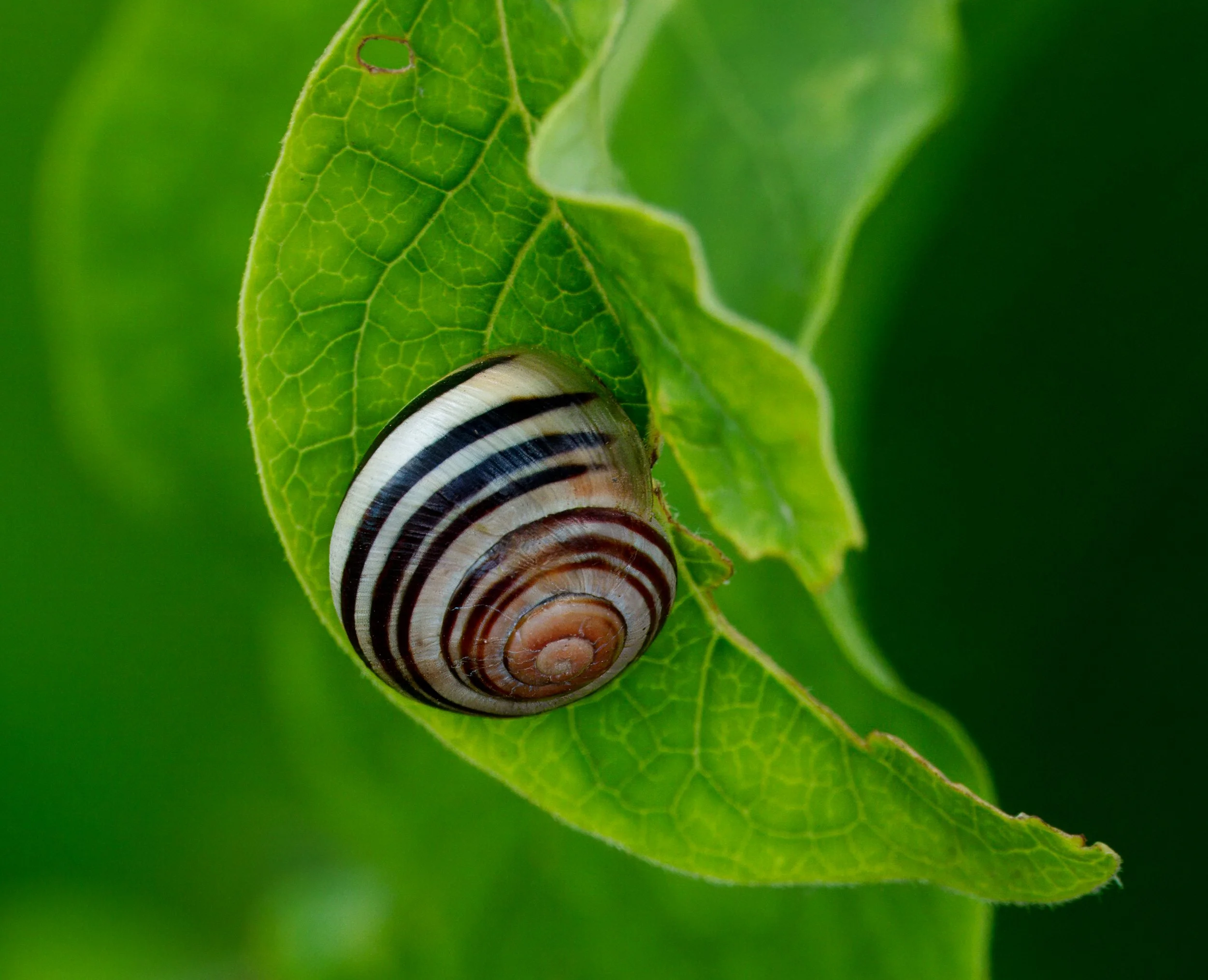 A European Brown-lipped Snail, also at the Toronto Botanic Gardens