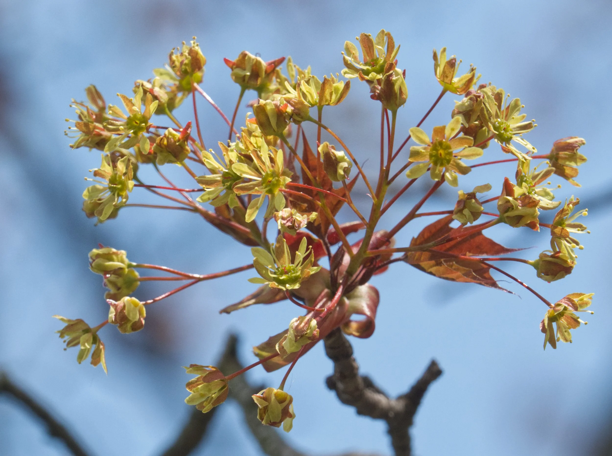 Norway Maple