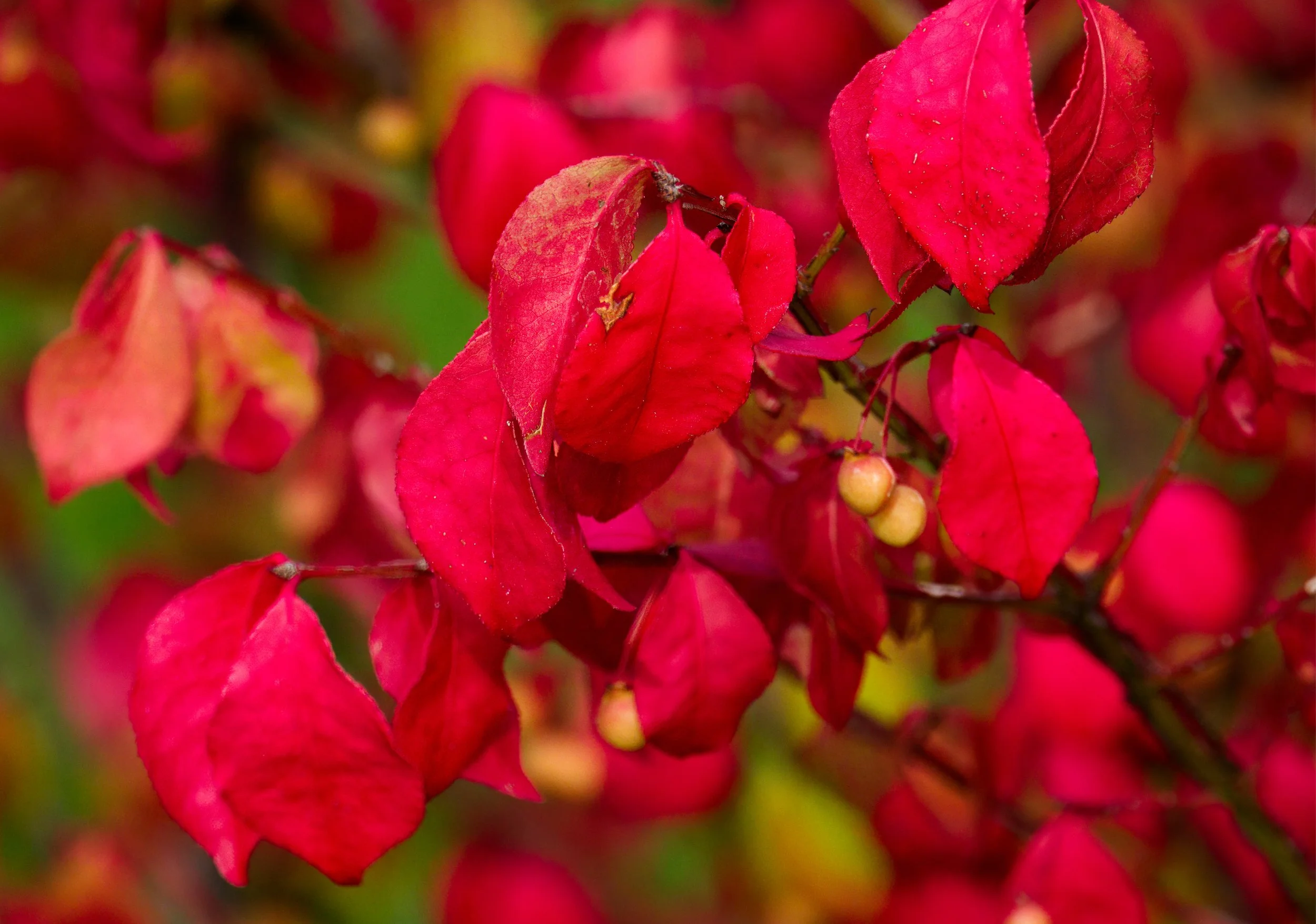 The well named Burning Bush (Euonymus alatus) in full Autumnal regalia
