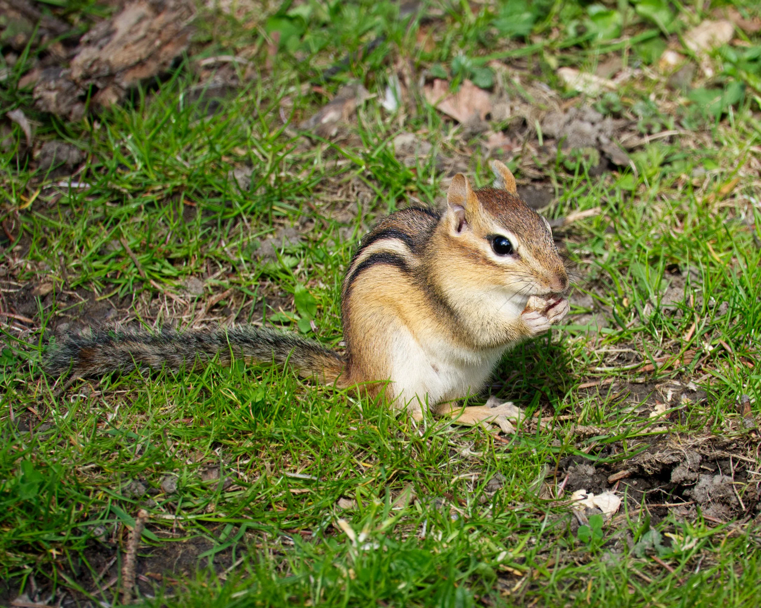 Chipmunk