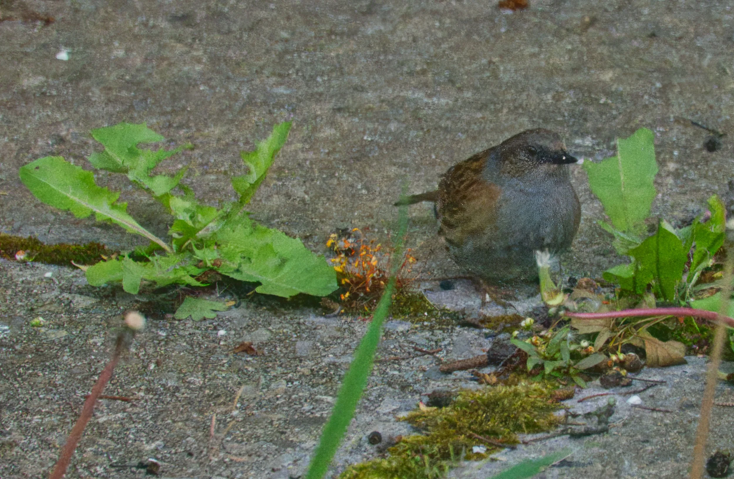 A Dunnock, Petitswood, Mullingar, Ireland