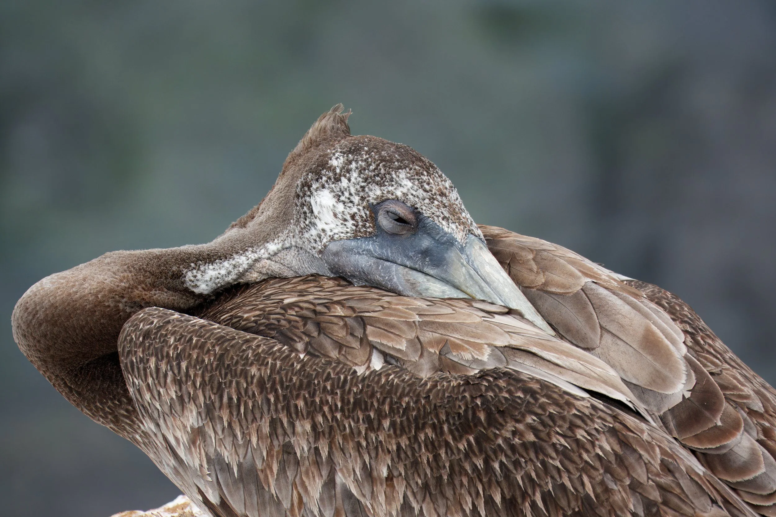 Brown Pelican resting, La Jolla, Southern California